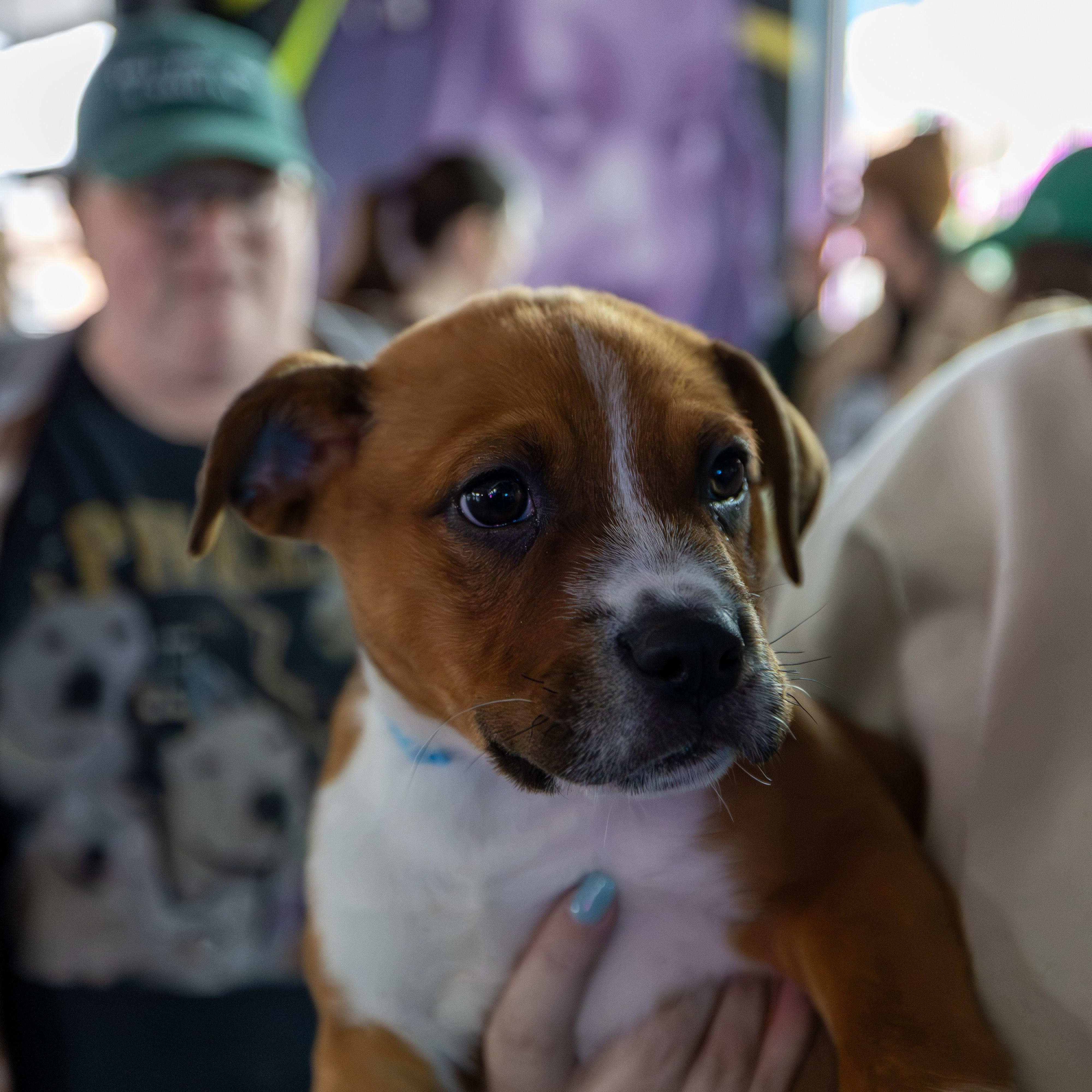 Enlarge Potter, an adopted mixed breed in Rock Hill, SC image 2/5
