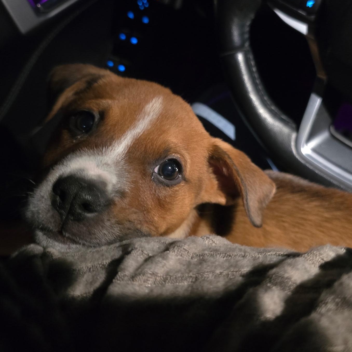 Enlarge Potter, an adopted mixed breed in Rock Hill, SC image 5/5