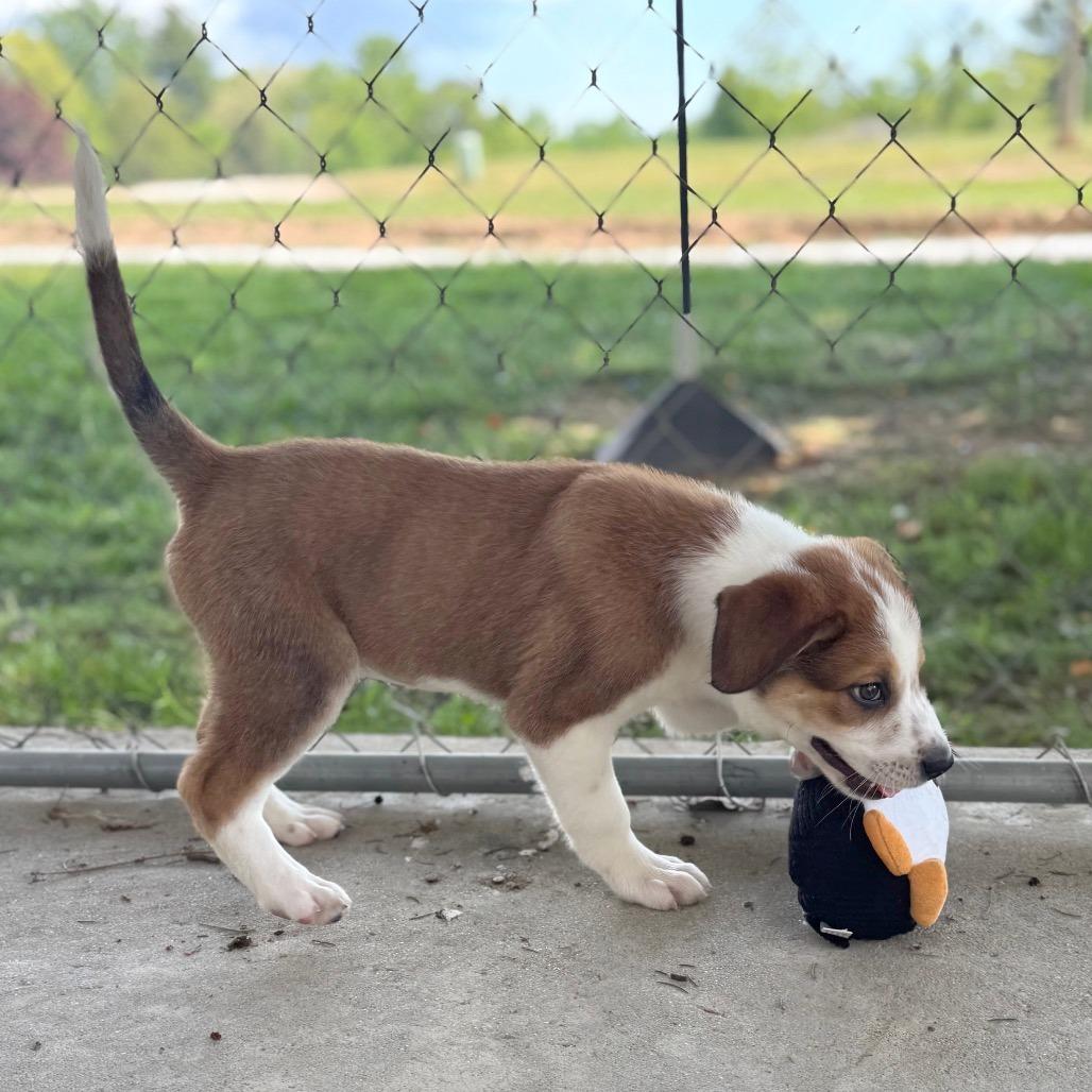 Dixie, Adoptable, Puppy Female Mixed Breed.