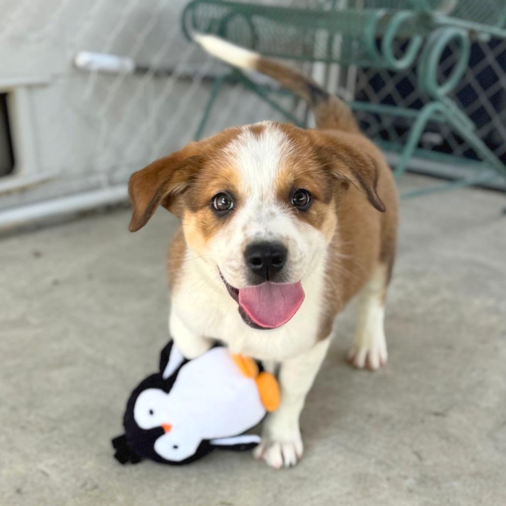 Enlarge Dixie, a Adoptable Mixed Breed in Hendersonville, NC image 2/5