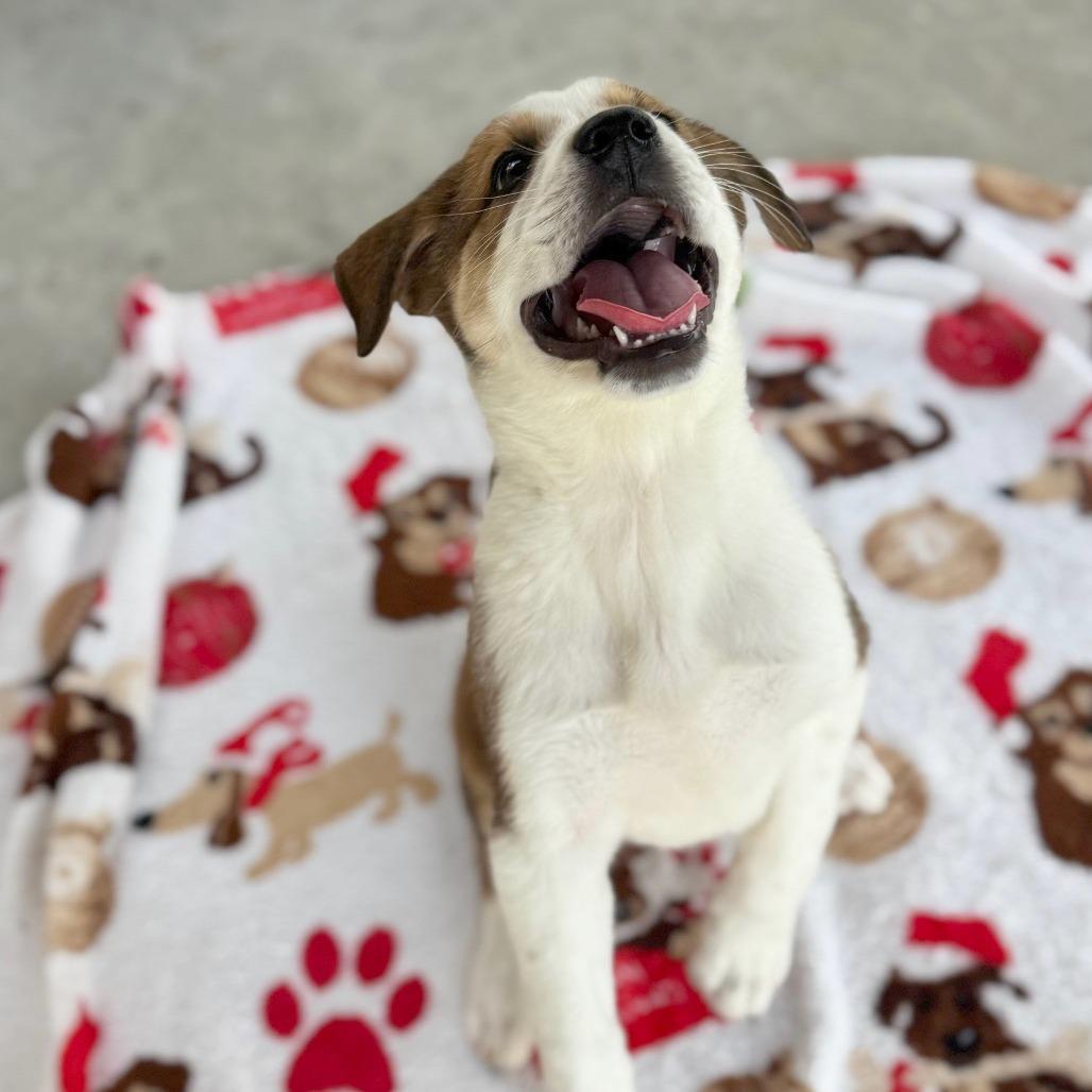 Enlarge Dixie, a Adoptable Mixed Breed in Hendersonville, NC image 3/5