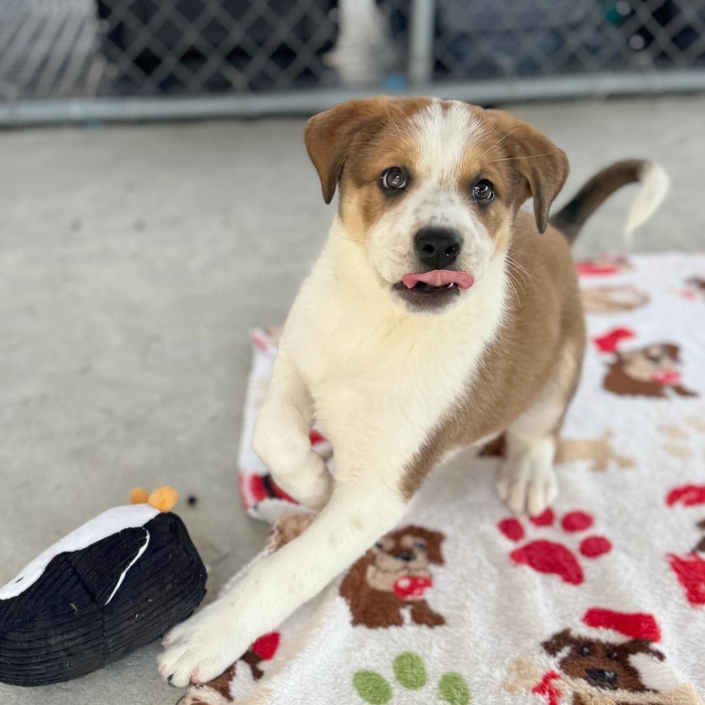 Enlarge Dixie, a Adoptable Mixed Breed in Hendersonville, NC image 4/5