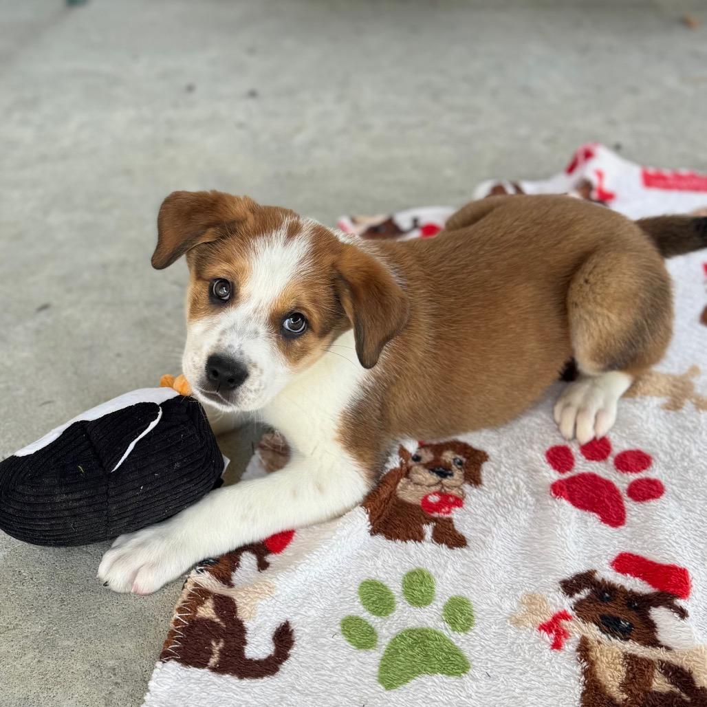 Enlarge Dixie, a Adoptable Mixed Breed in Hendersonville, NC image 5/5