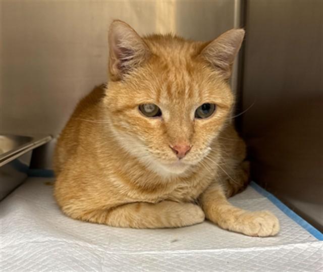 SIR LANCELOT, Adoptable, Adult Male Domestic Short Hair.