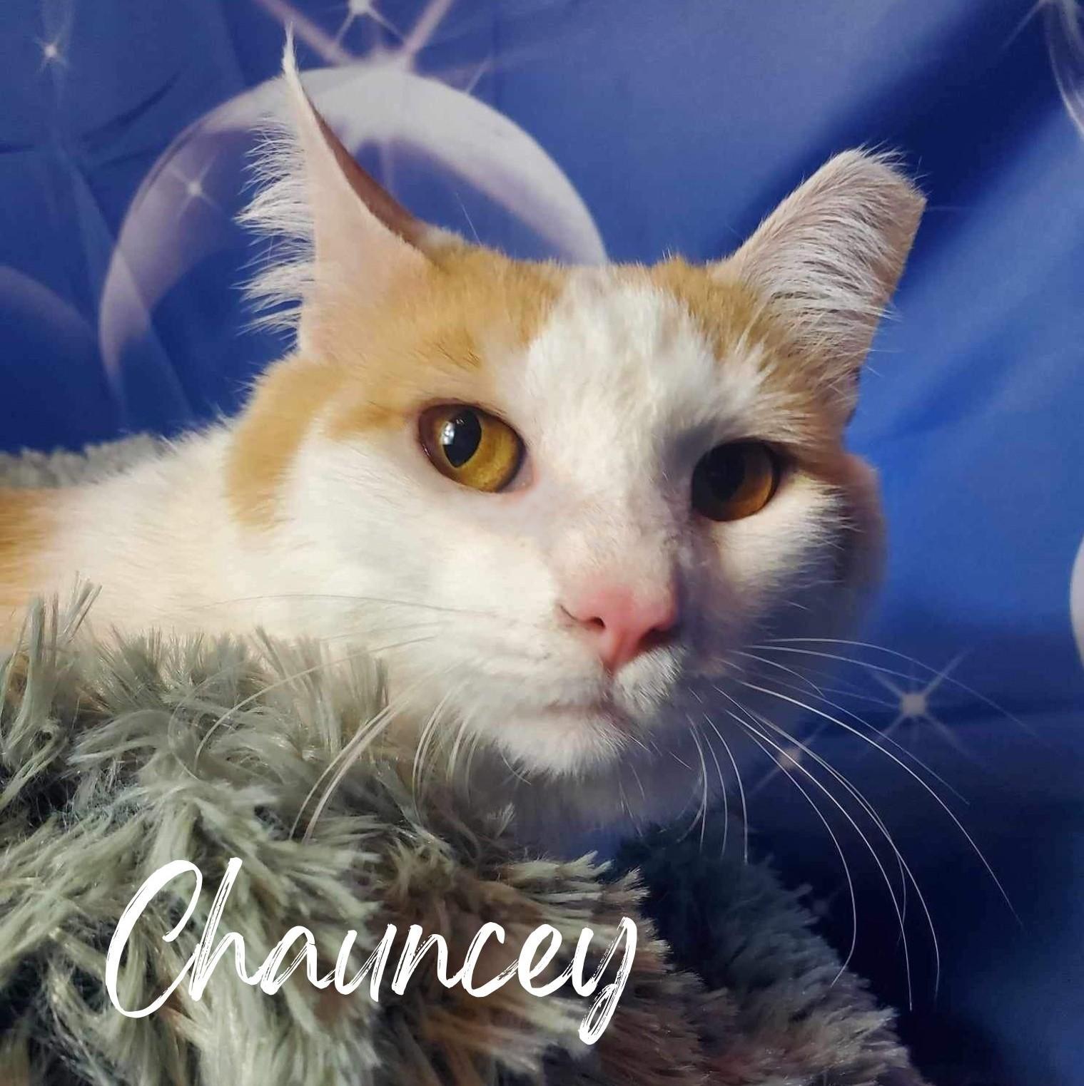 Enlarge Chauncey, a Adoptable Domestic Short Hair in Greensburg, PA image 1/5