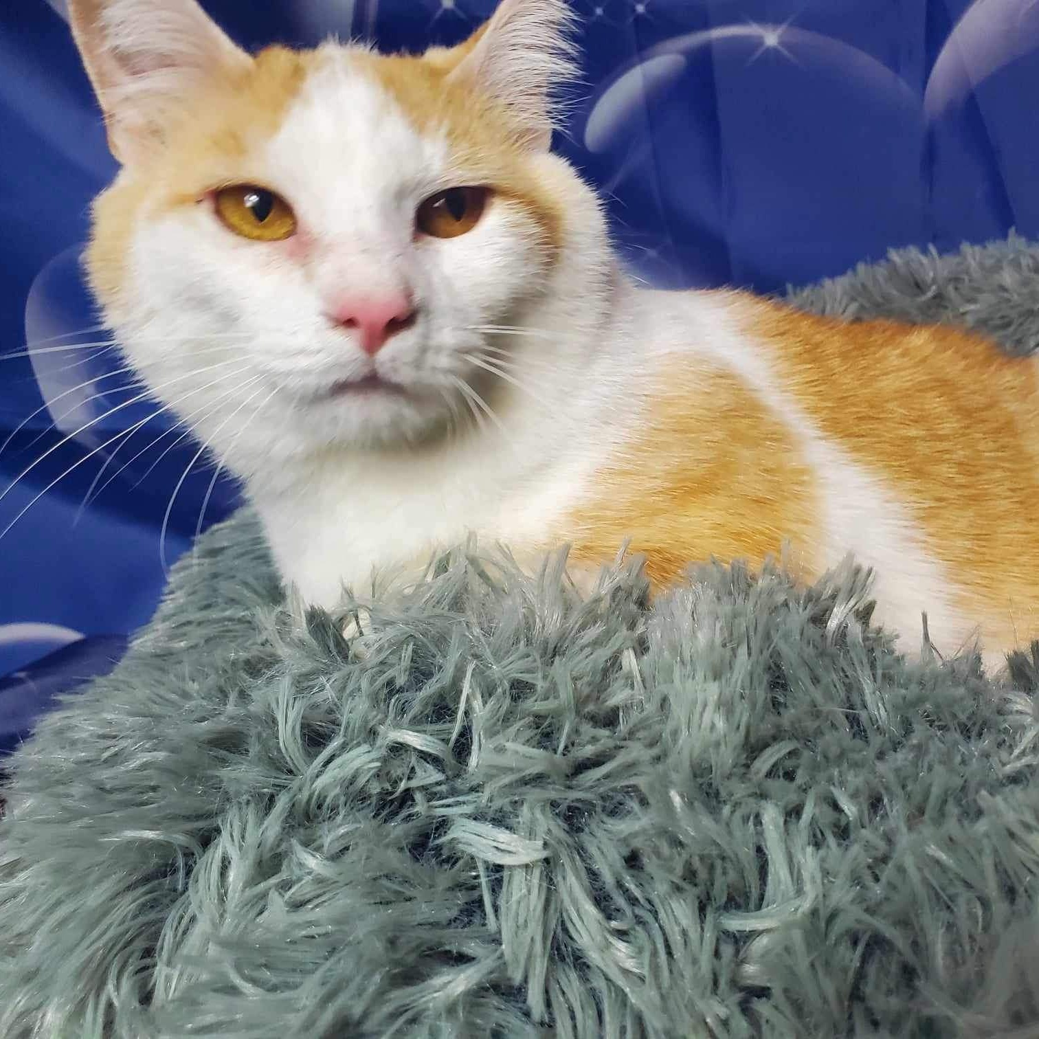 Enlarge Chauncey, a Adoptable Domestic Short Hair in Greensburg, PA image 2/5