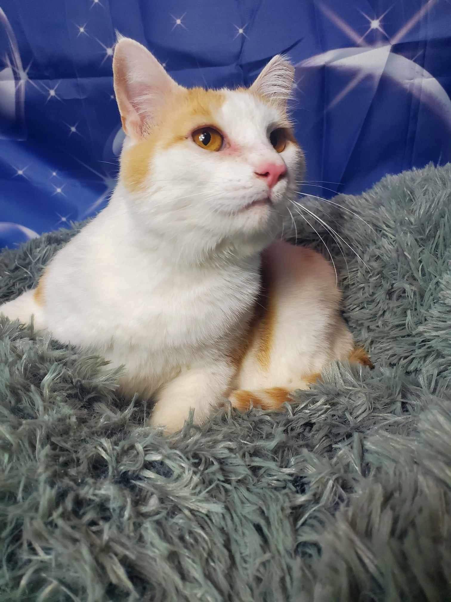 Enlarge Chauncey, a Adoptable Domestic Short Hair in Greensburg, PA image 3/5