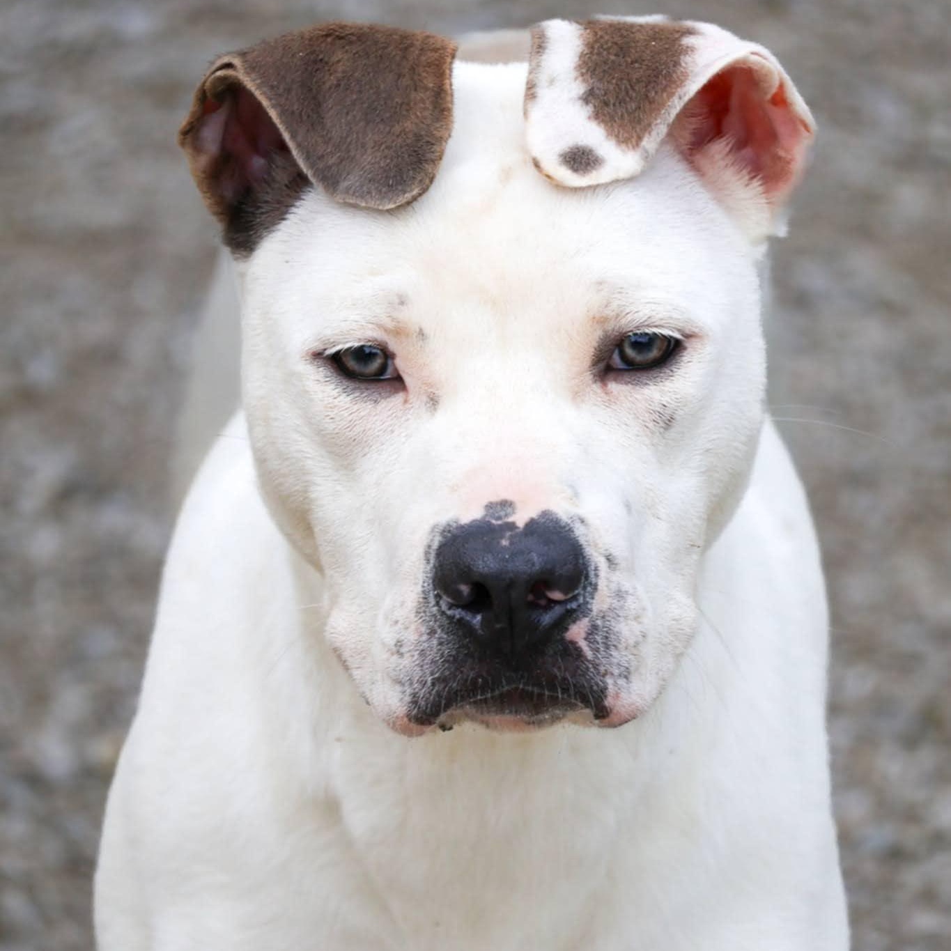 Enlarge Opal, an adopted Pit Bull Terrier in Hollister, MO image 4/6