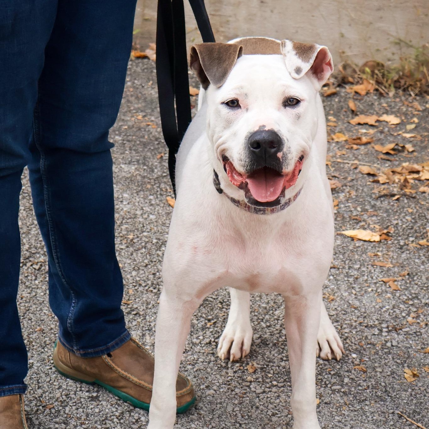 Opal, Adoptable, Young Female Pit Bull Terrier.