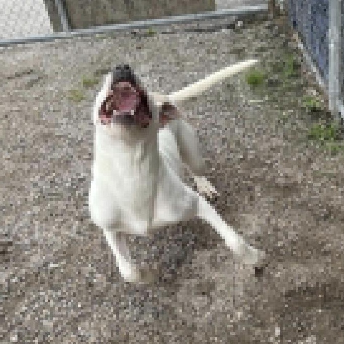 Enlarge Opal, an adopted Pit Bull Terrier in Hollister, MO image 5/6