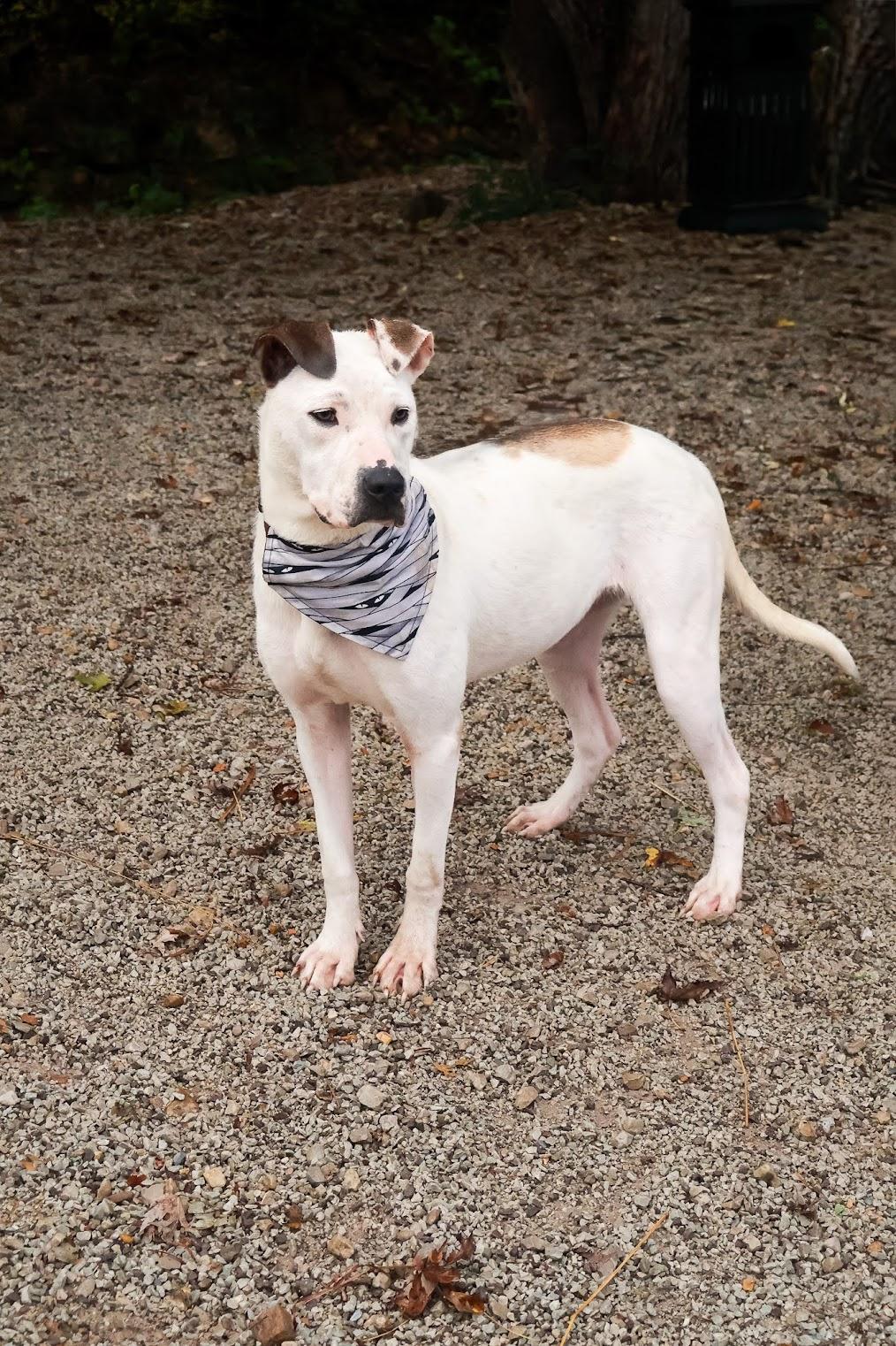Enlarge Opal, an adopted Pit Bull Terrier in Hollister, MO image 6/6