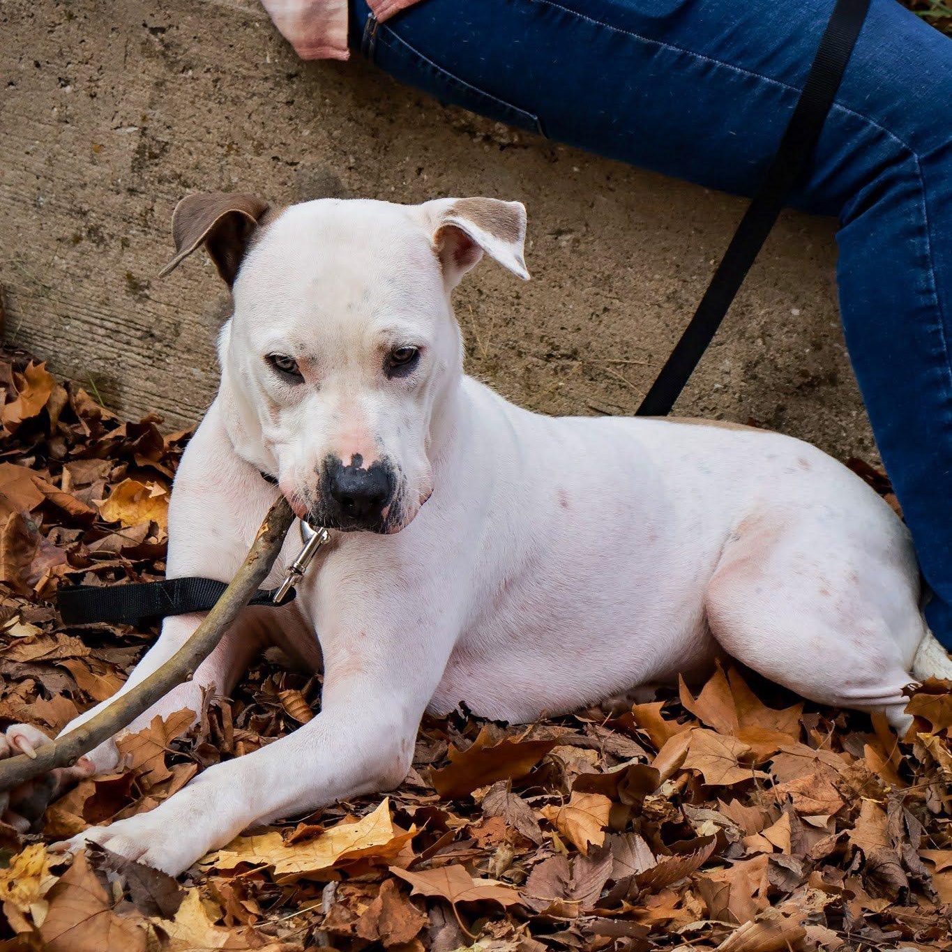 Enlarge Opal, an adopted Pit Bull Terrier in Hollister, MO image 1/6