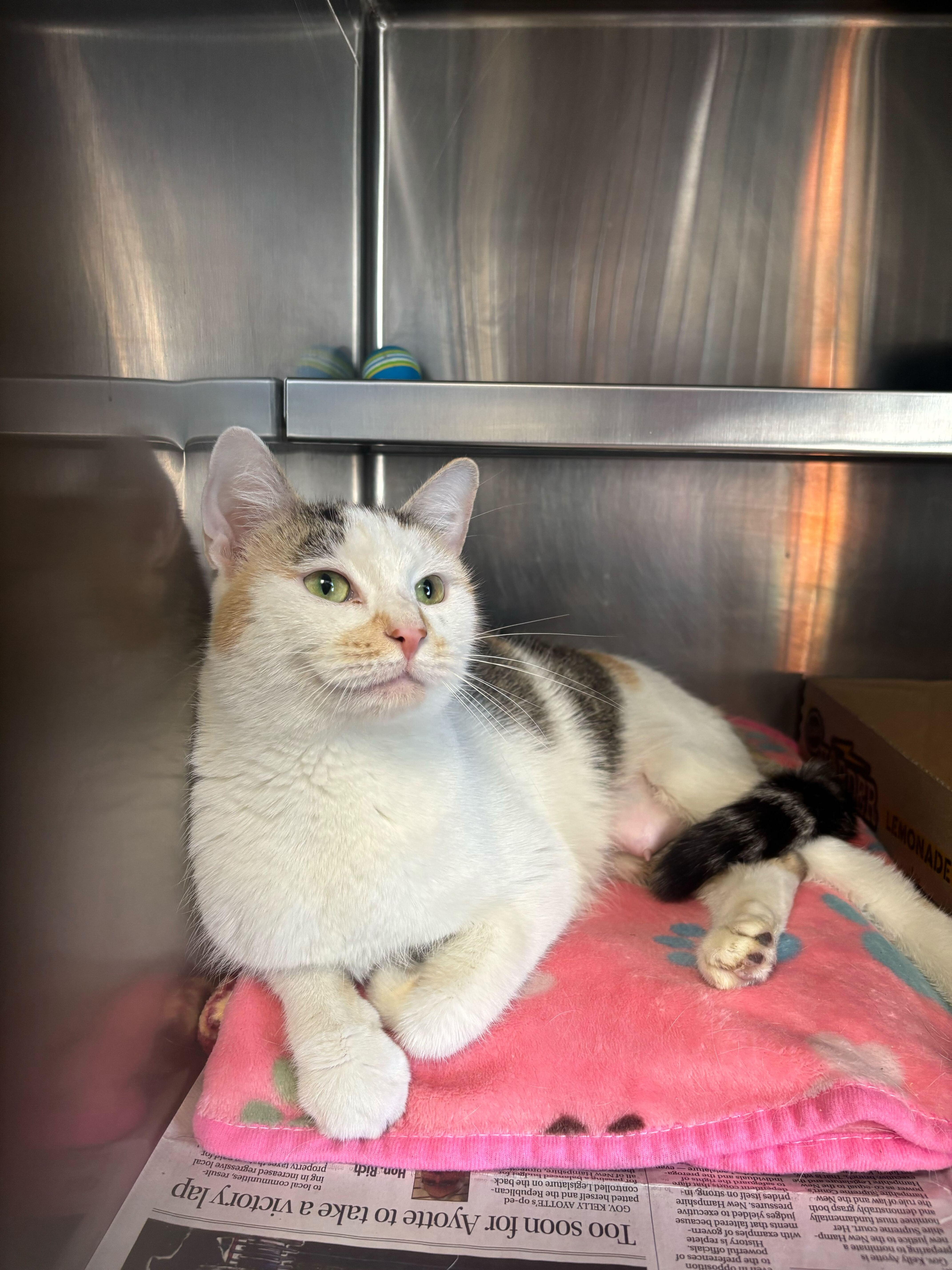 Holly Jolly, adopted, Adult Female Domestic Short Hair.