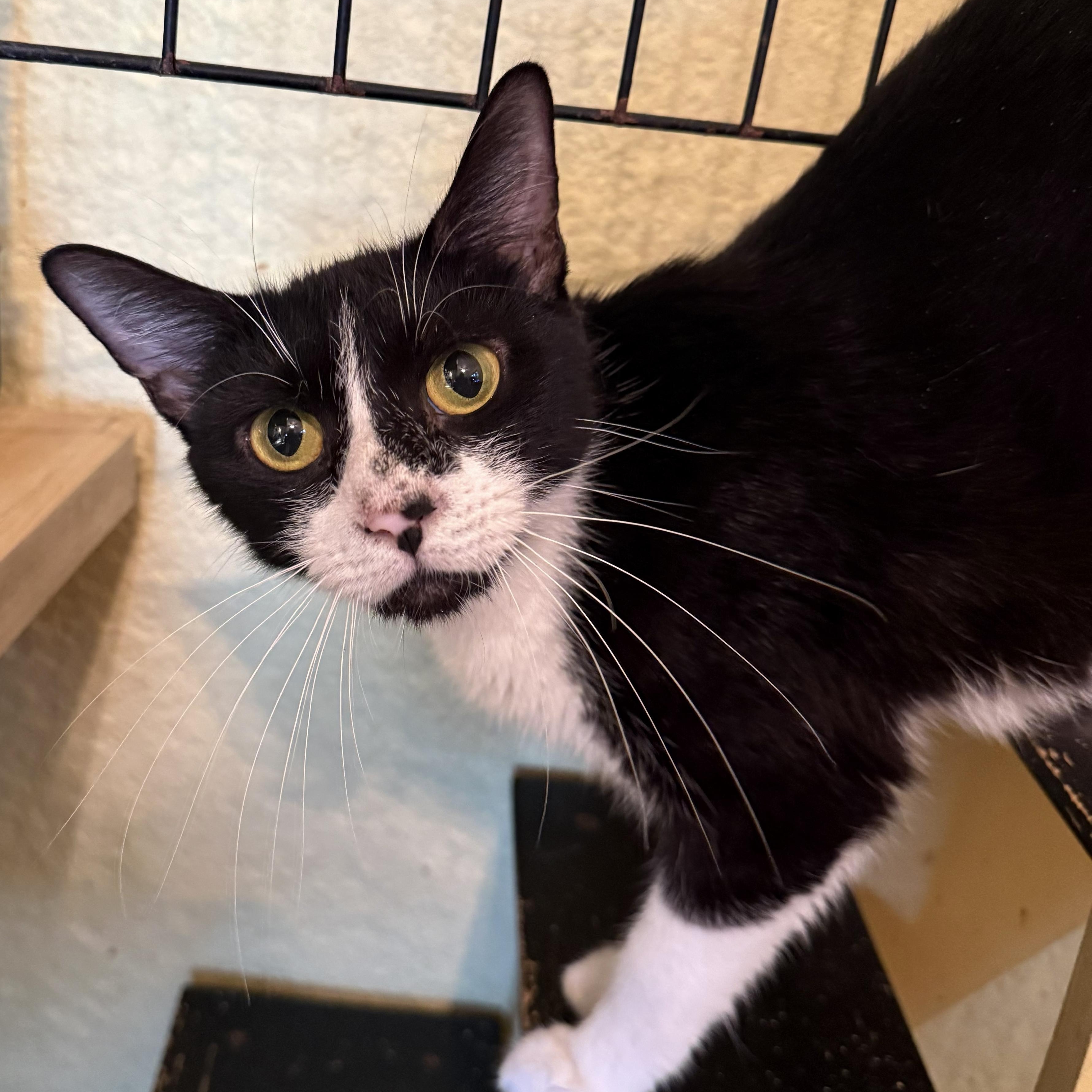 Journey, Adoptable, Adult Female Domestic Short Hair.