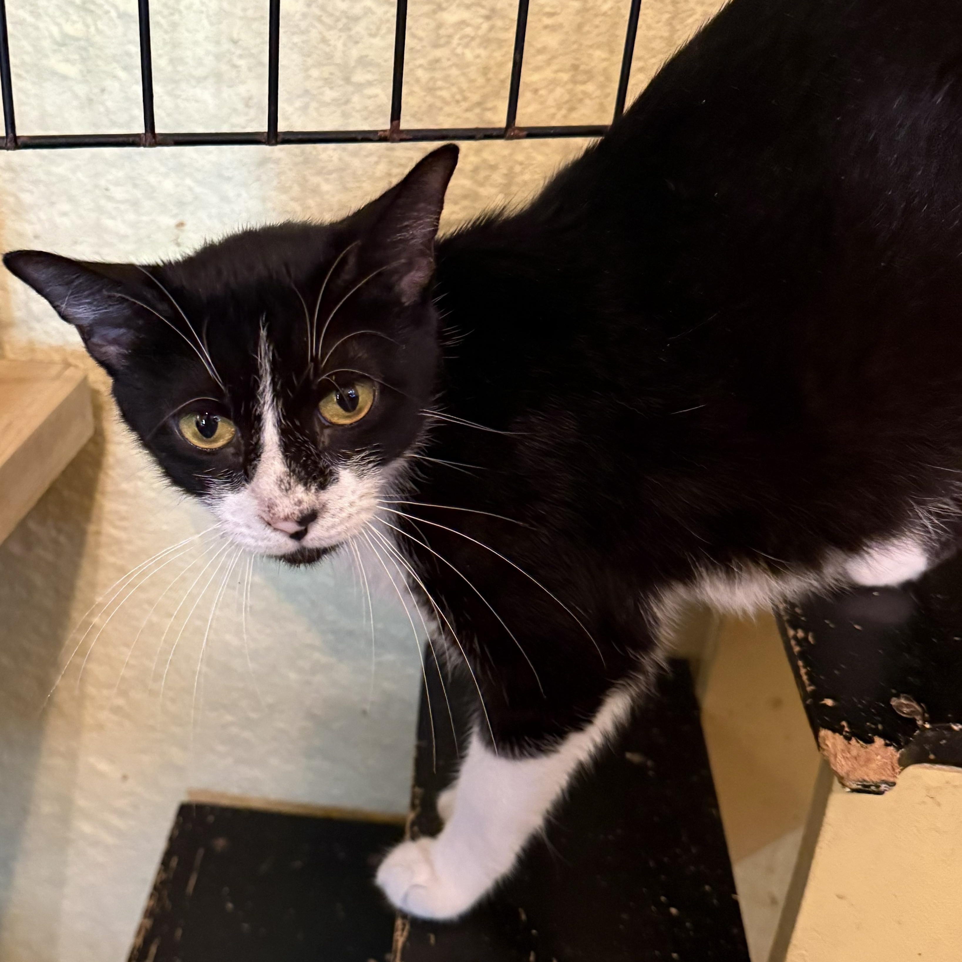 Enlarge Journey, a Adoptable Domestic Short Hair in West Orange, NJ image 2/2
