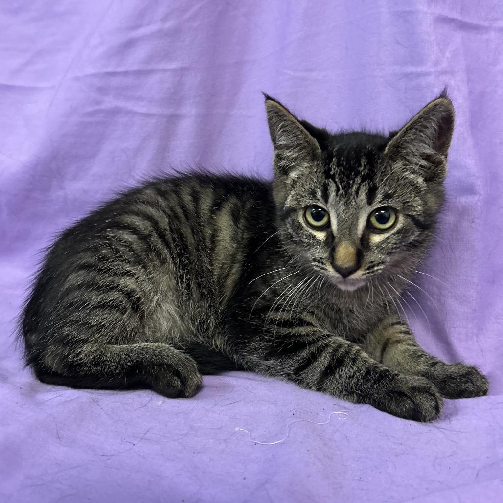 Enlarge Gasket, a Adoptable Domestic Medium Hair in Coos Bay, OR image 1/3