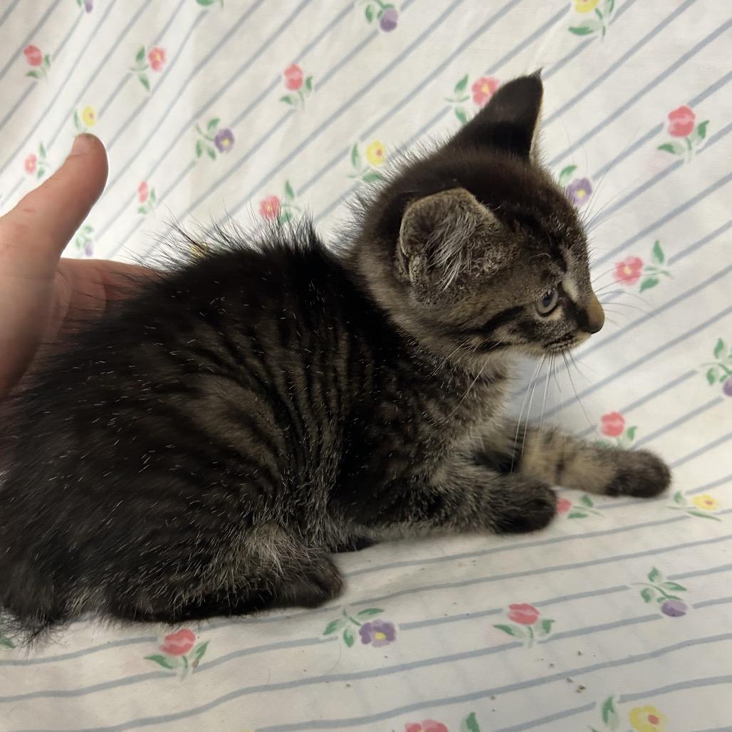 Enlarge Gasket, a Adoptable Domestic Medium Hair in Coos Bay, OR image 3/3