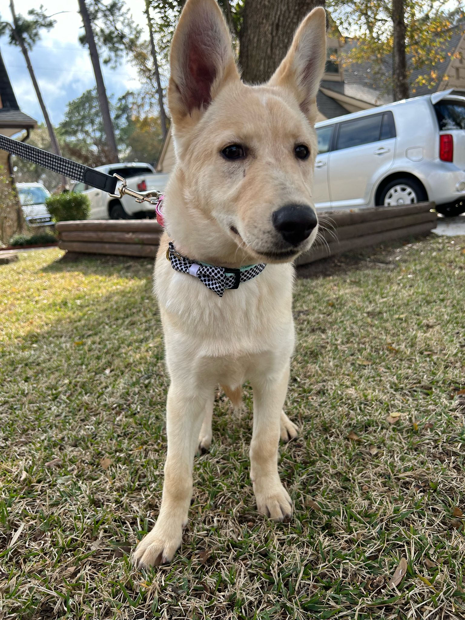 Dog for adoption Sally, a Siberian Husky Mix in Calais , ME Petfinder