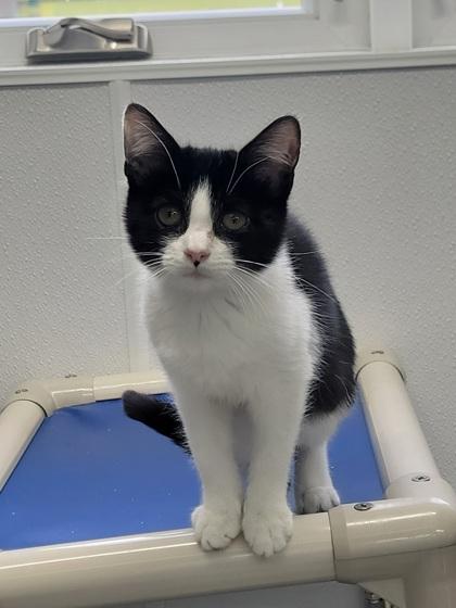 Enlarge Checkers, a Adoptable mixed breed in Elmira, NY image 1/2