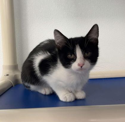 Enlarge Checkers, a Adoptable mixed breed in Elmira, NY image 2/2