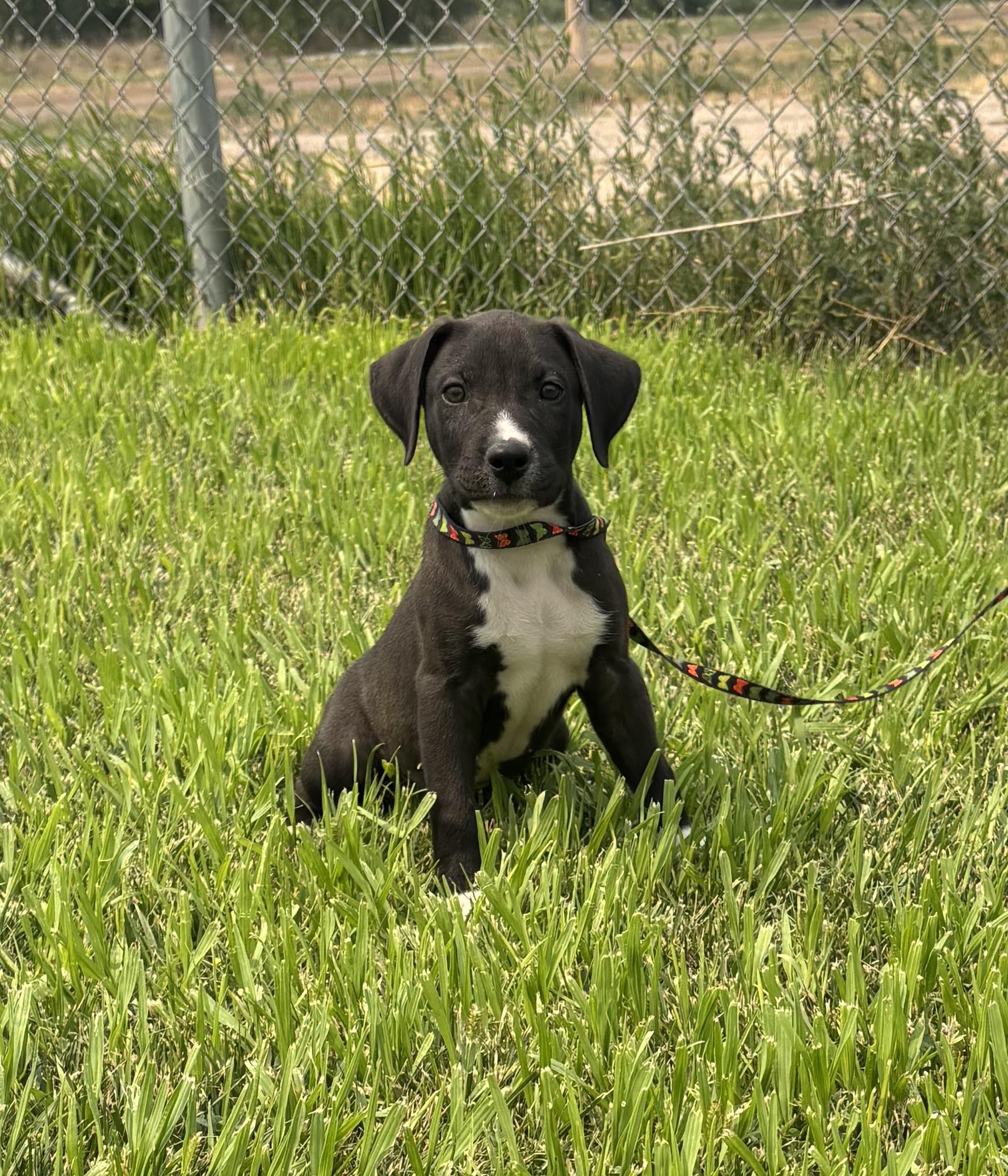 Enlarge Ricochet, a ADOPTABLE Mixed Breed in Torrington, WY image 2/2