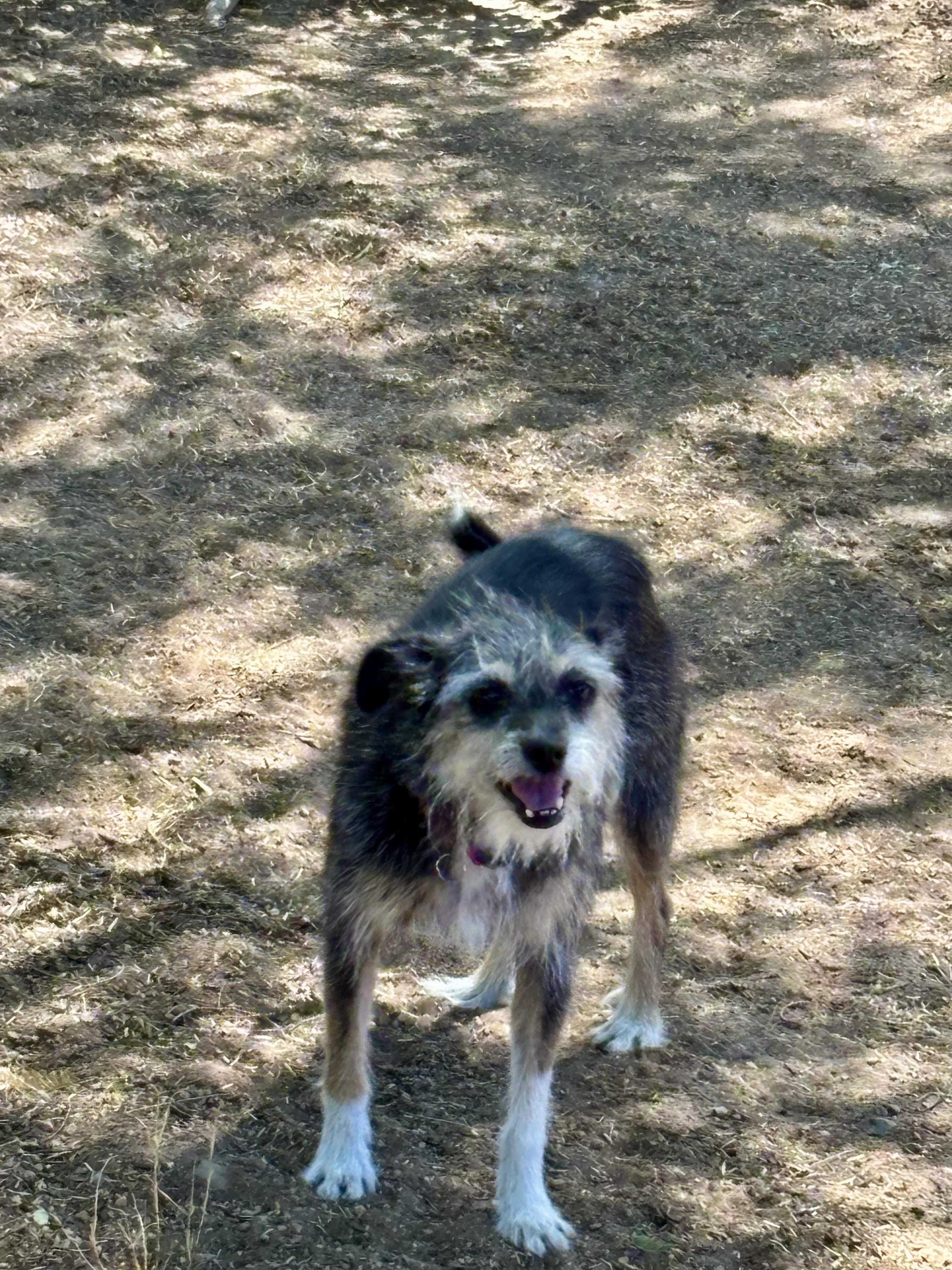 Hilda, a Adoptable mixed breed in Scottsdale, AZ image 2/3