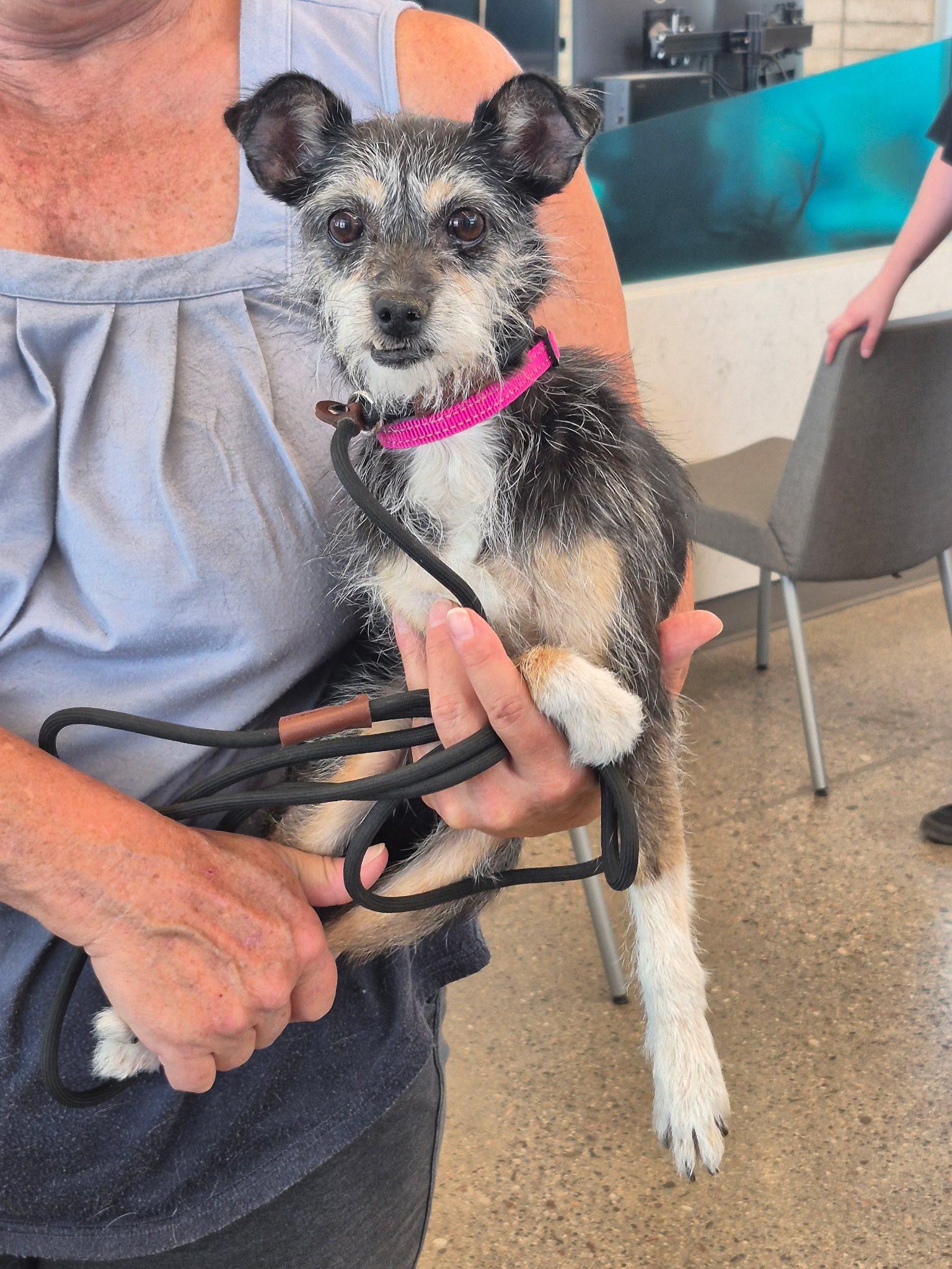 Hilda, a Adoptable mixed breed in Scottsdale, AZ image 1/3