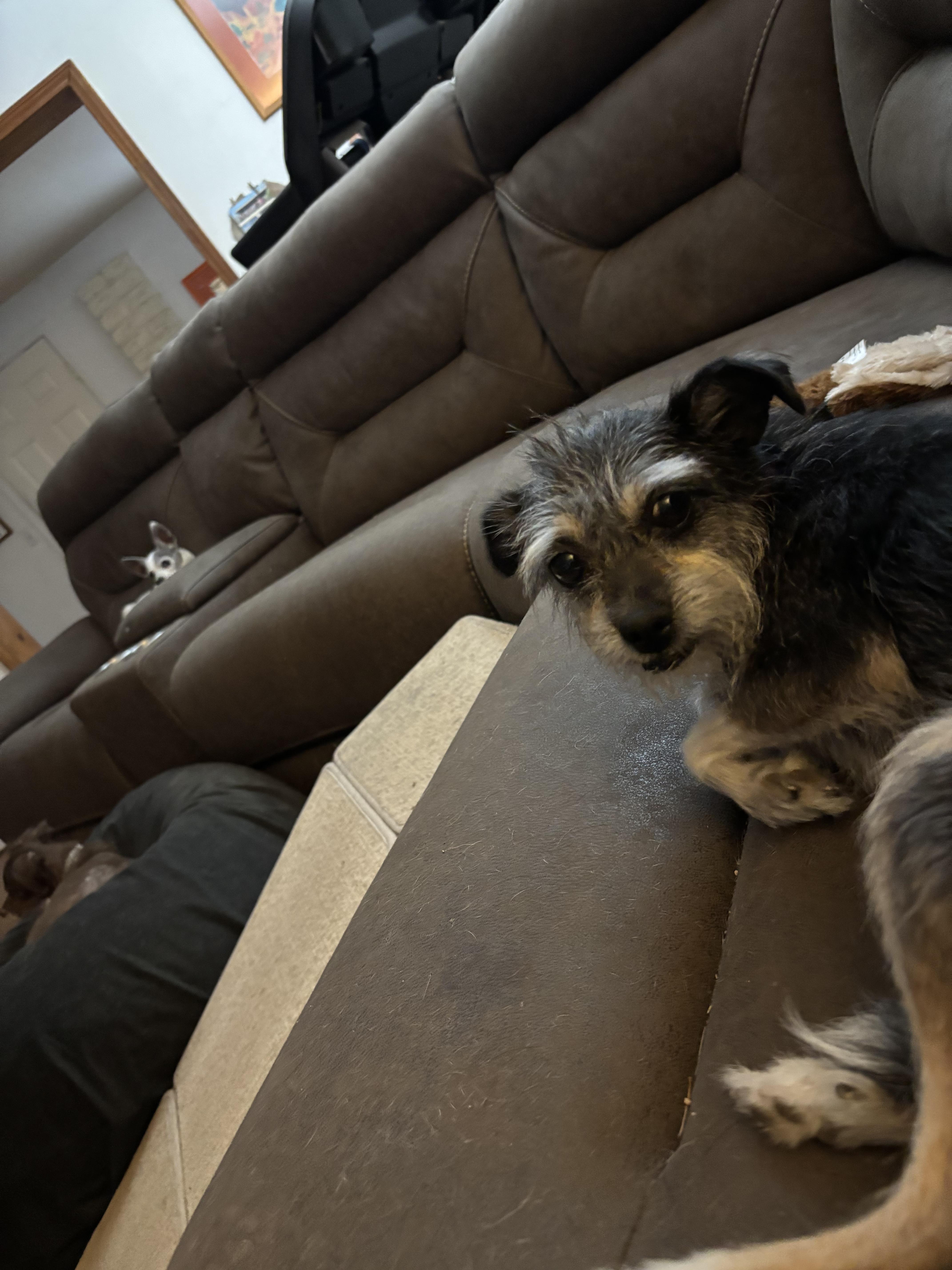 Hilda, a Adoptable mixed breed in Scottsdale, AZ image 3/3