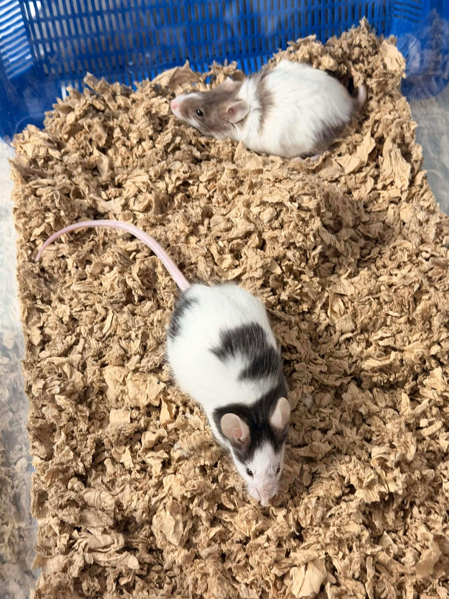 Enlarge Marnie & Piper, a Adoptable Mouse in Eugene, OR image 5/5