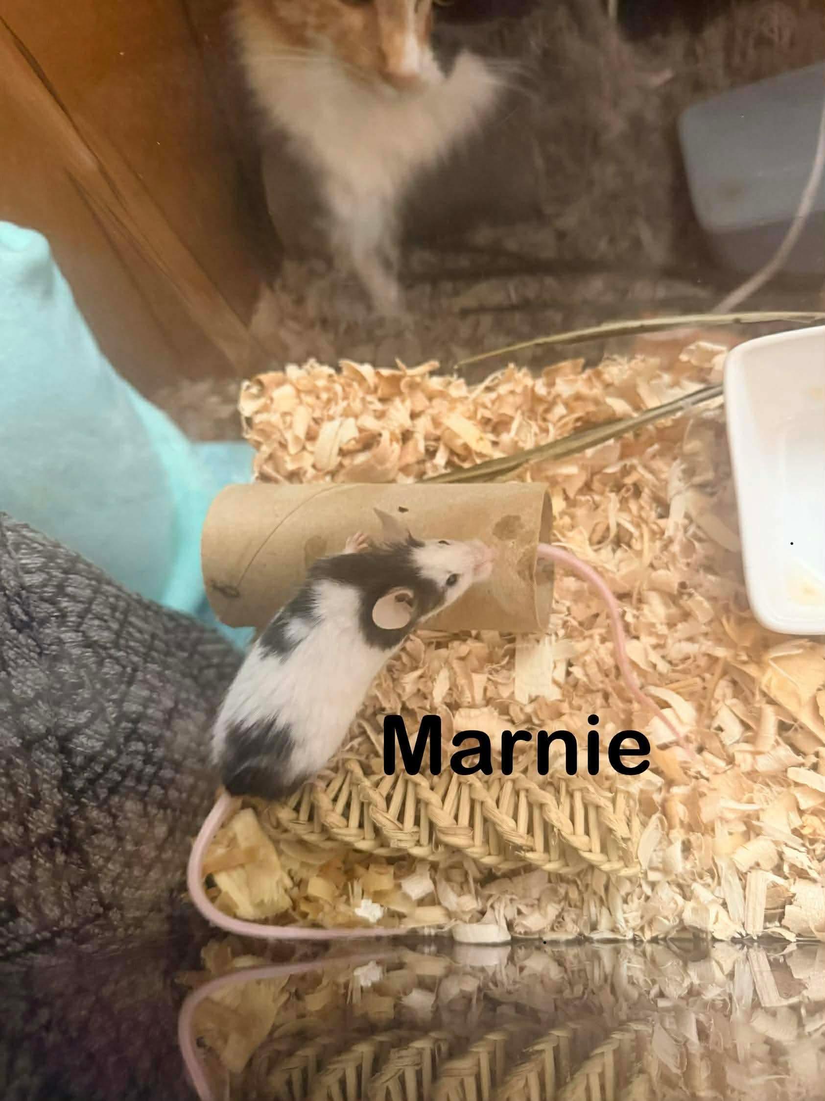 Marnia & Piper, a Adoptable Mouse in Eugene, OR image 3/3