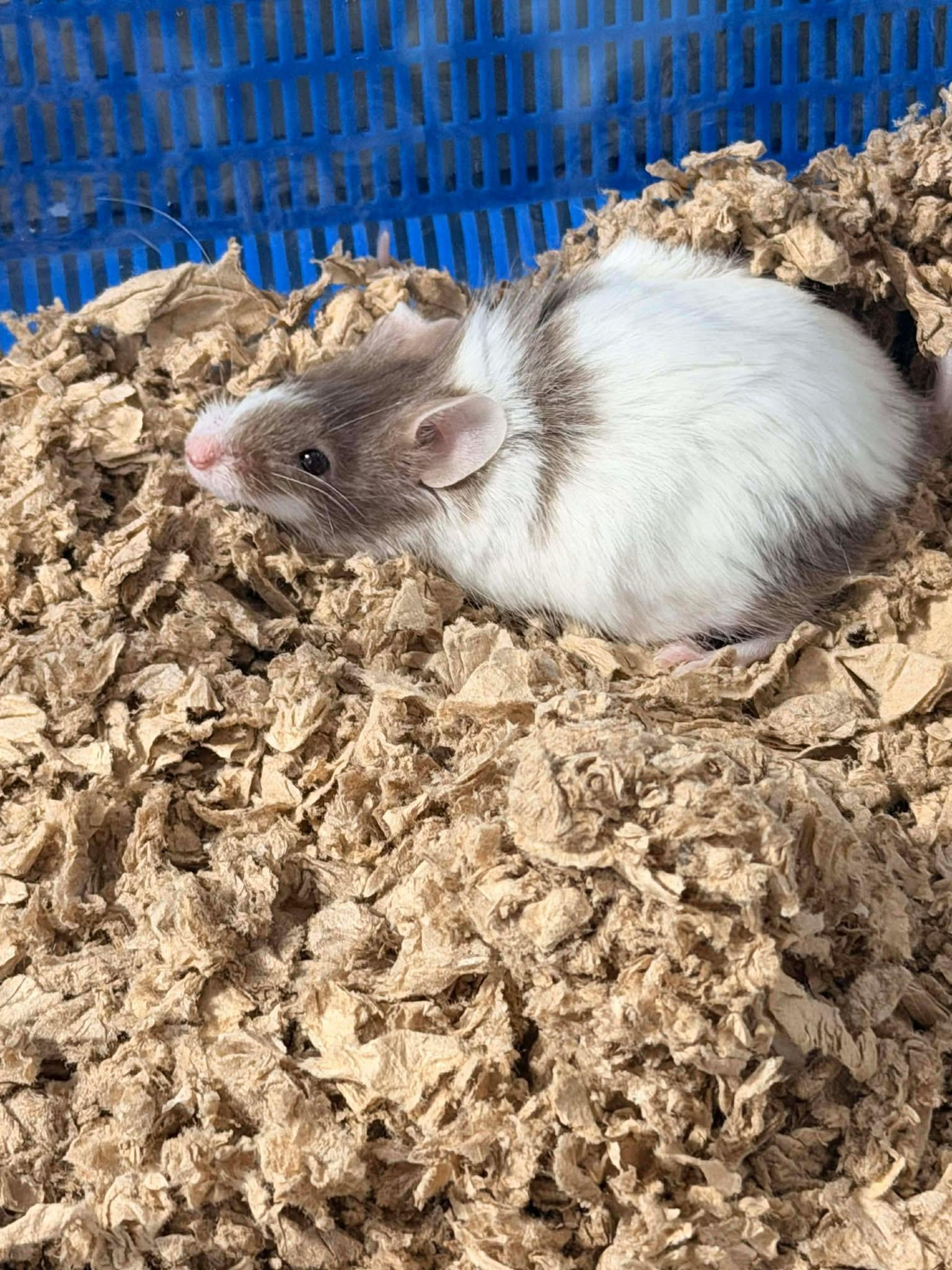 Enlarge Marnie & Piper, a Adoptable Mouse in Eugene, OR image 4/5