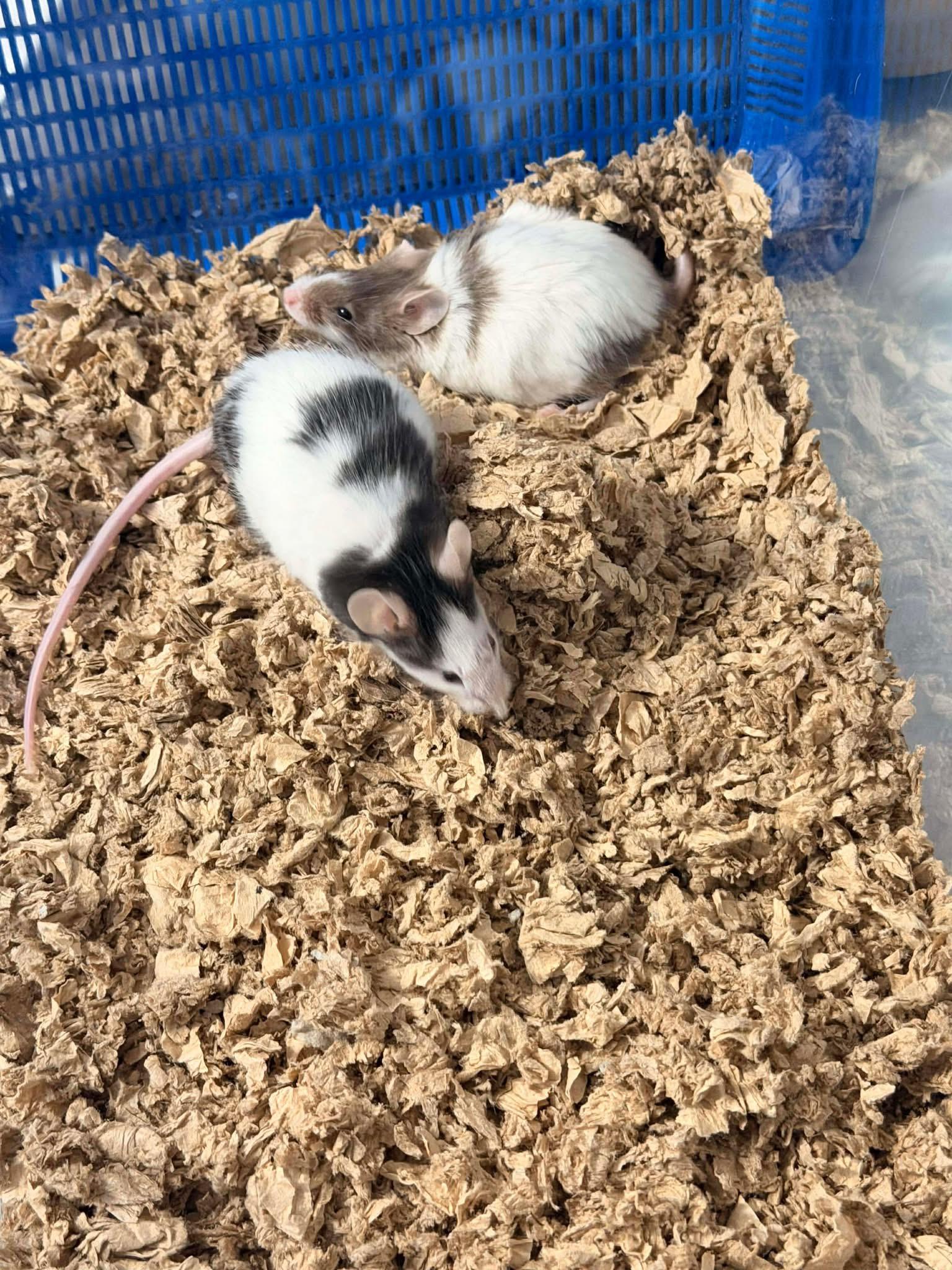 Enlarge Marnie & Piper, a Adoptable Mouse in Eugene, OR image 3/5