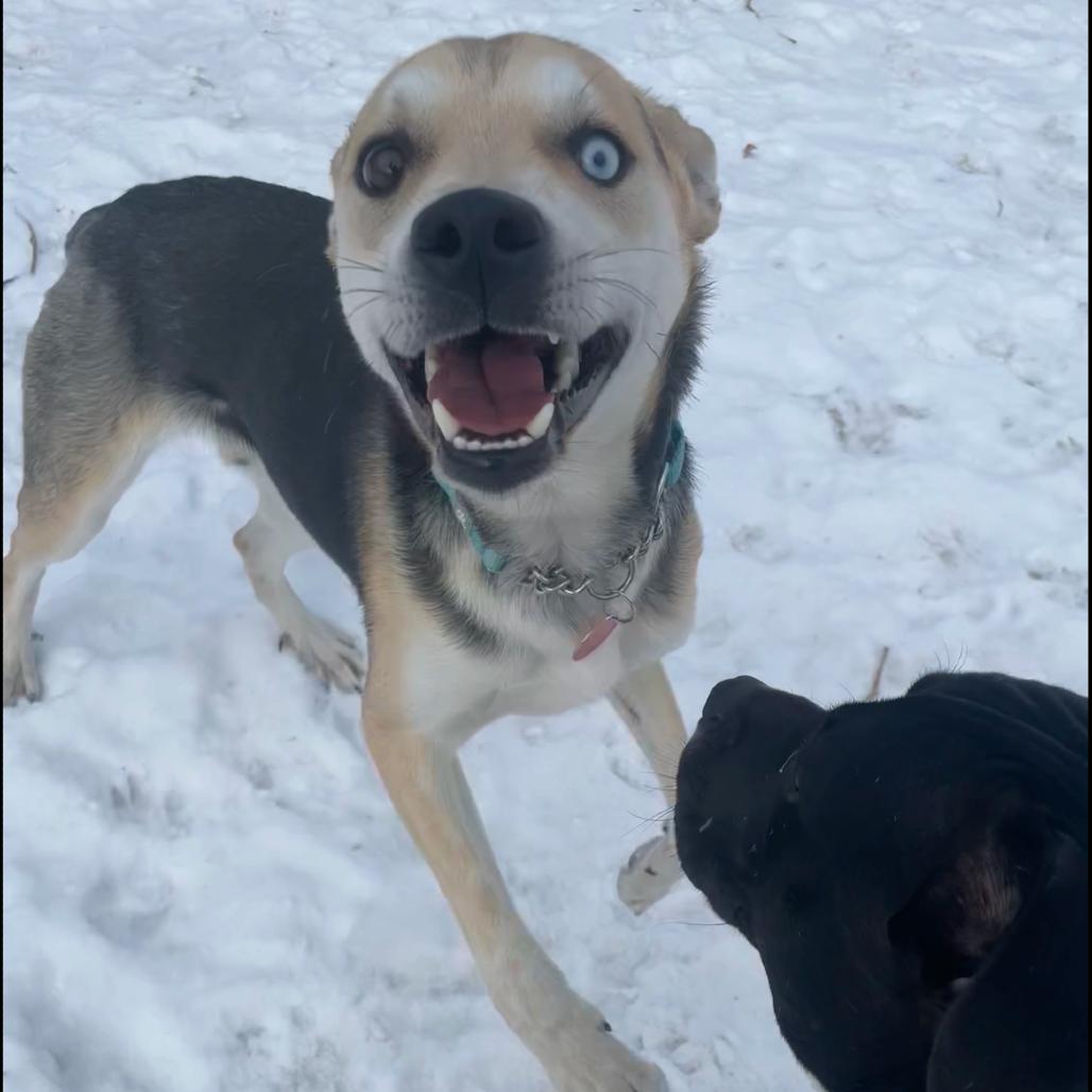 Enlarge Max, a Adoptable Mixed Breed in Bismarck, ND image 1/5