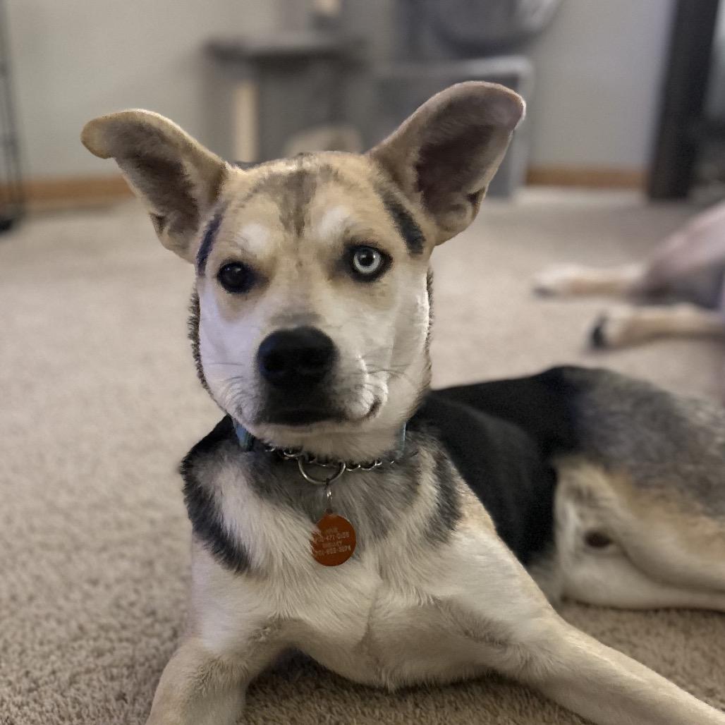 Max, Adoptable, Young Male Mixed Breed.