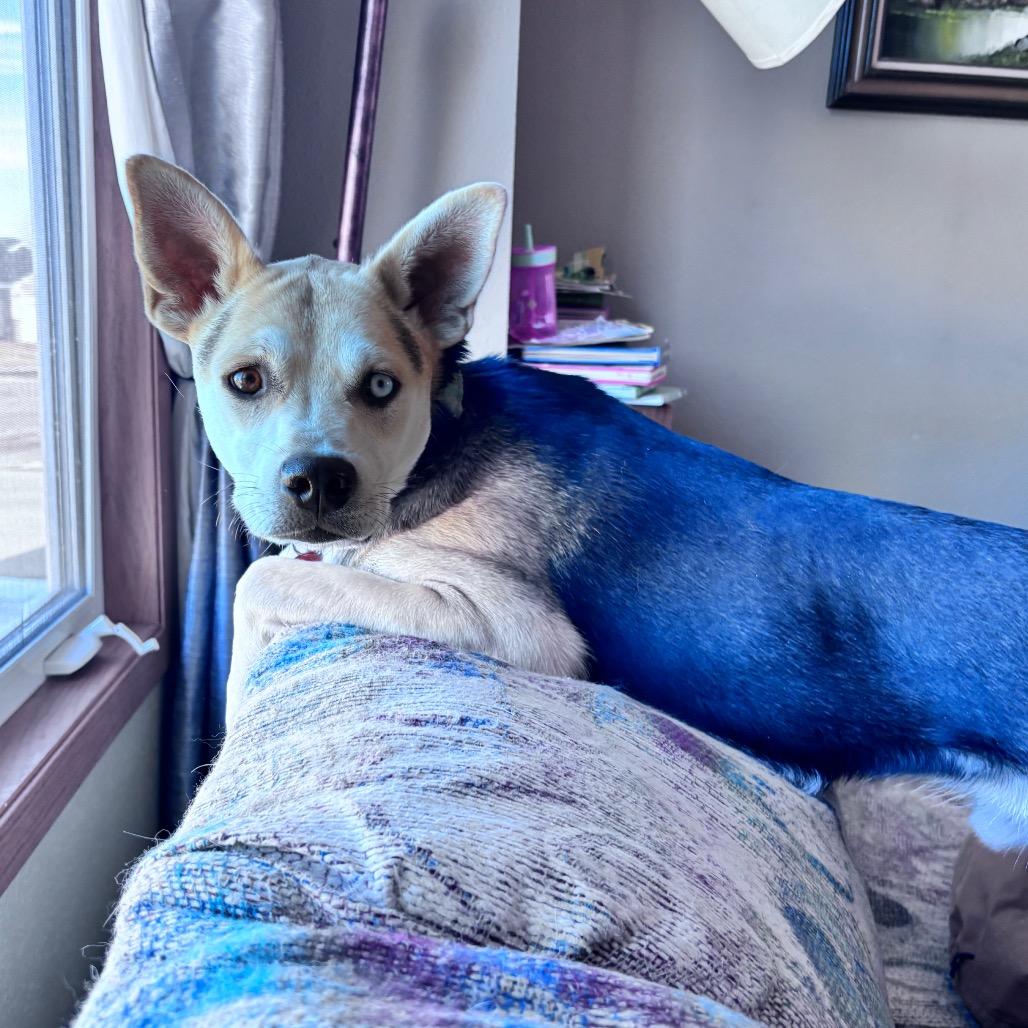 Max, a Adoptable Mixed Breed in Bismarck, ND image 4/6