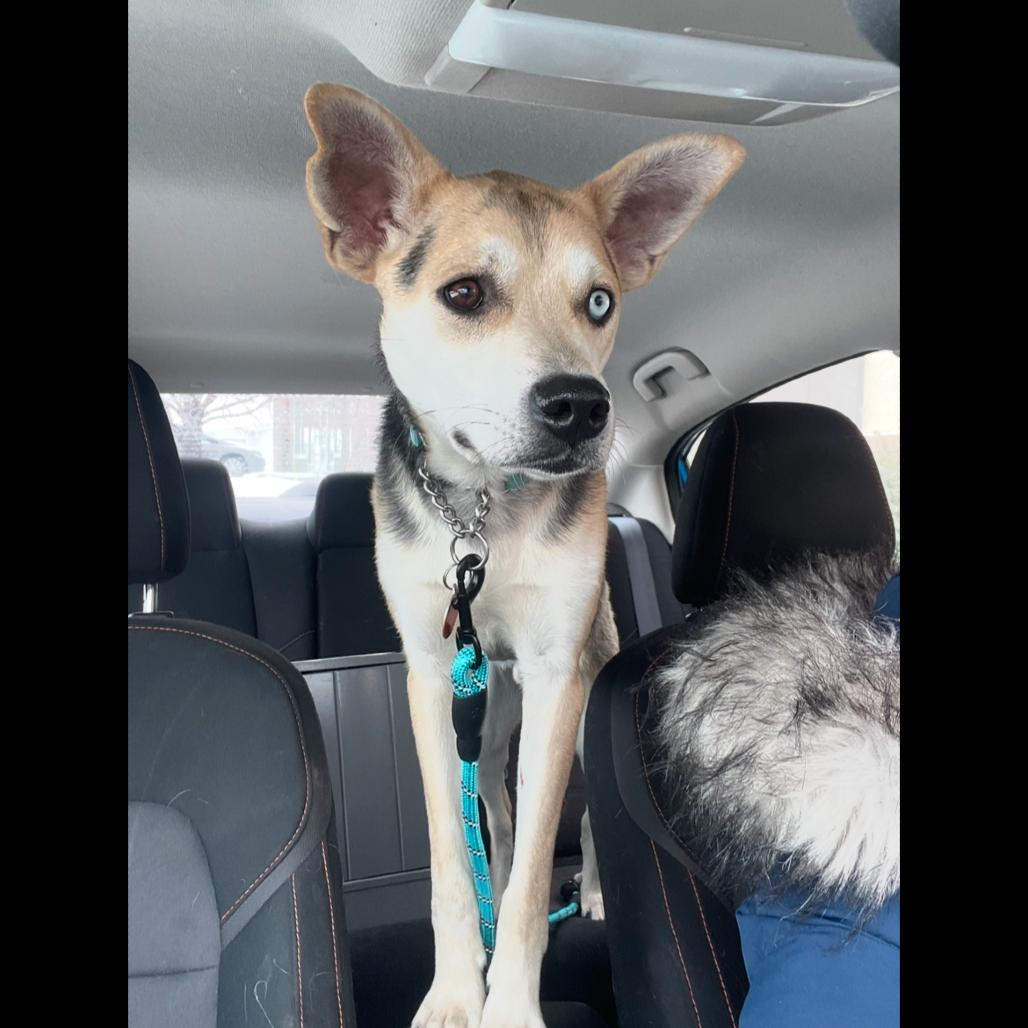 Enlarge Max, a Adoptable Mixed Breed in Bismarck, ND image 4/5