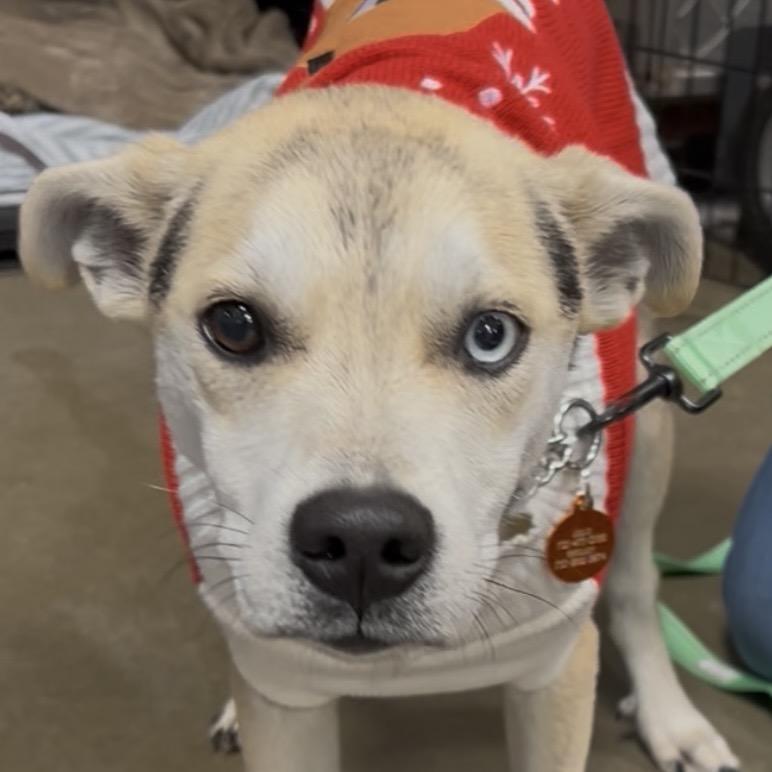 Enlarge Max, a Adoptable Mixed Breed in Bismarck, ND image 1/1