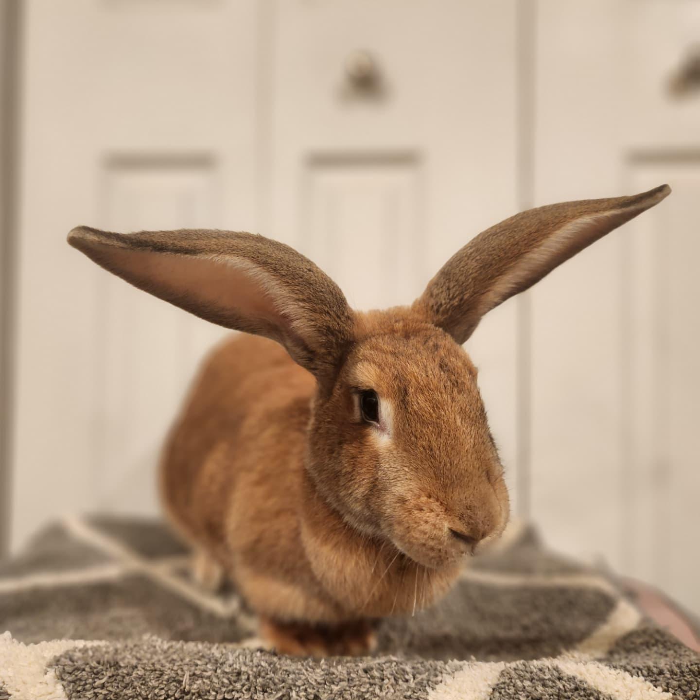 Ginger, Adopted, Young Female Flemish Giant.