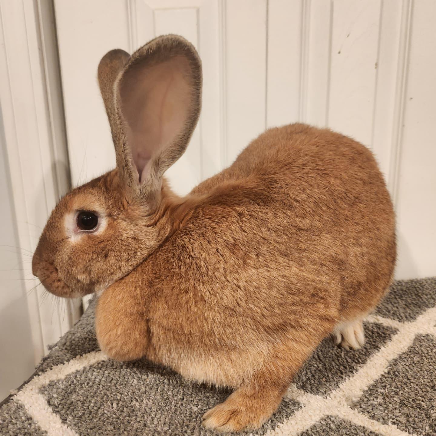 Ginger, a Adopted Flemish Giant in Seymour, CT image 2/3