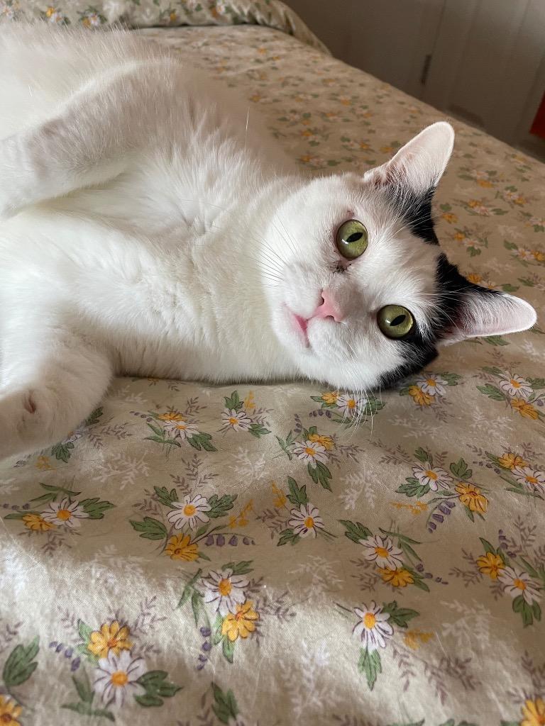 Jasper, Adoptable, Adult Male Domestic Short Hair.