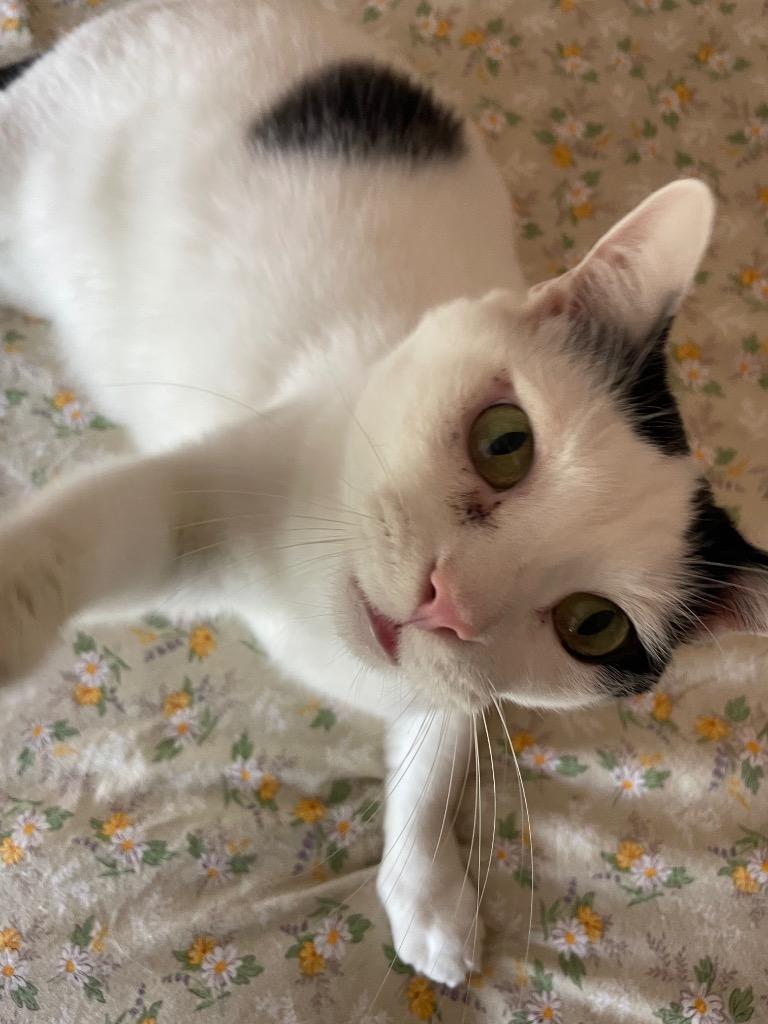 Enlarge Jasper, a Adoptable mixed breed in Evans, GA image 3/6