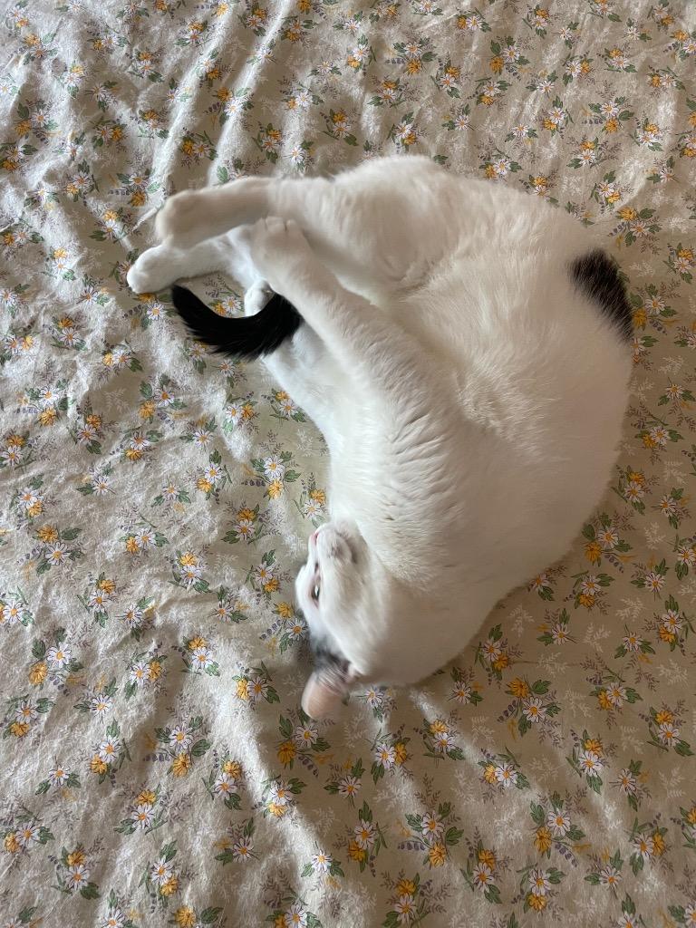 Enlarge Jasper, a Adoptable mixed breed in Evans, GA image 4/6