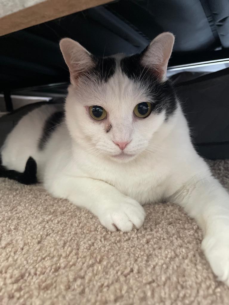 Enlarge Jasper, a Adoptable mixed breed in Evans, GA image 5/6