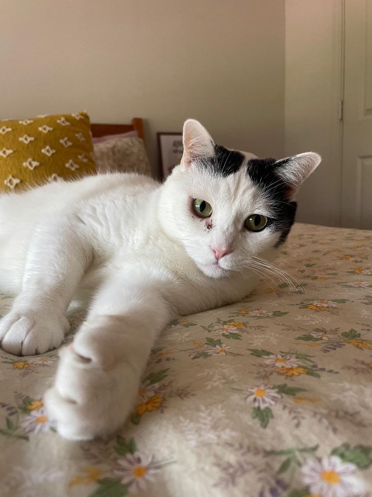 Enlarge Jasper, a Adoptable mixed breed in Evans, GA image 6/6