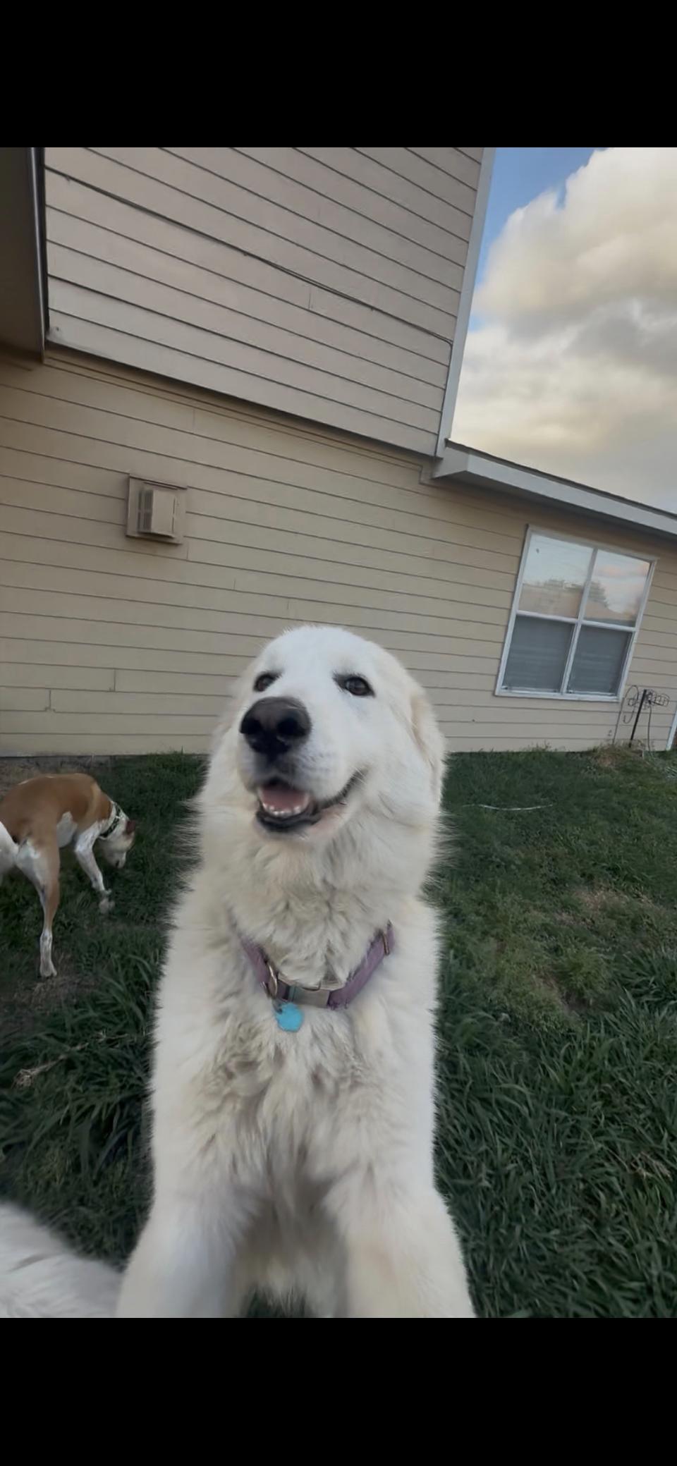 Valentino HTX, Adoptable, Adult Male Great Pyrenees.