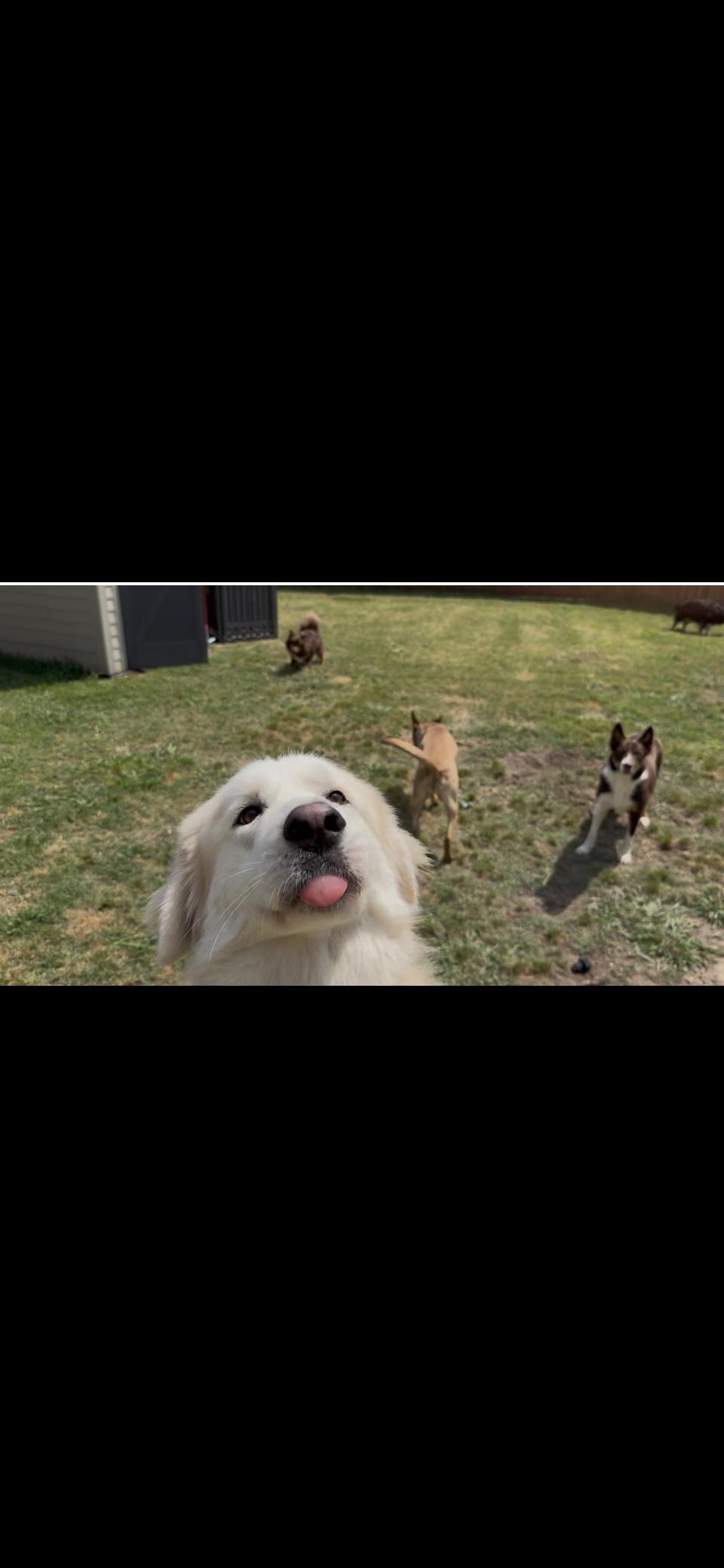 Valentino HTX, a Adoptable Great Pyrenees in Quinlan, TX image 2/6