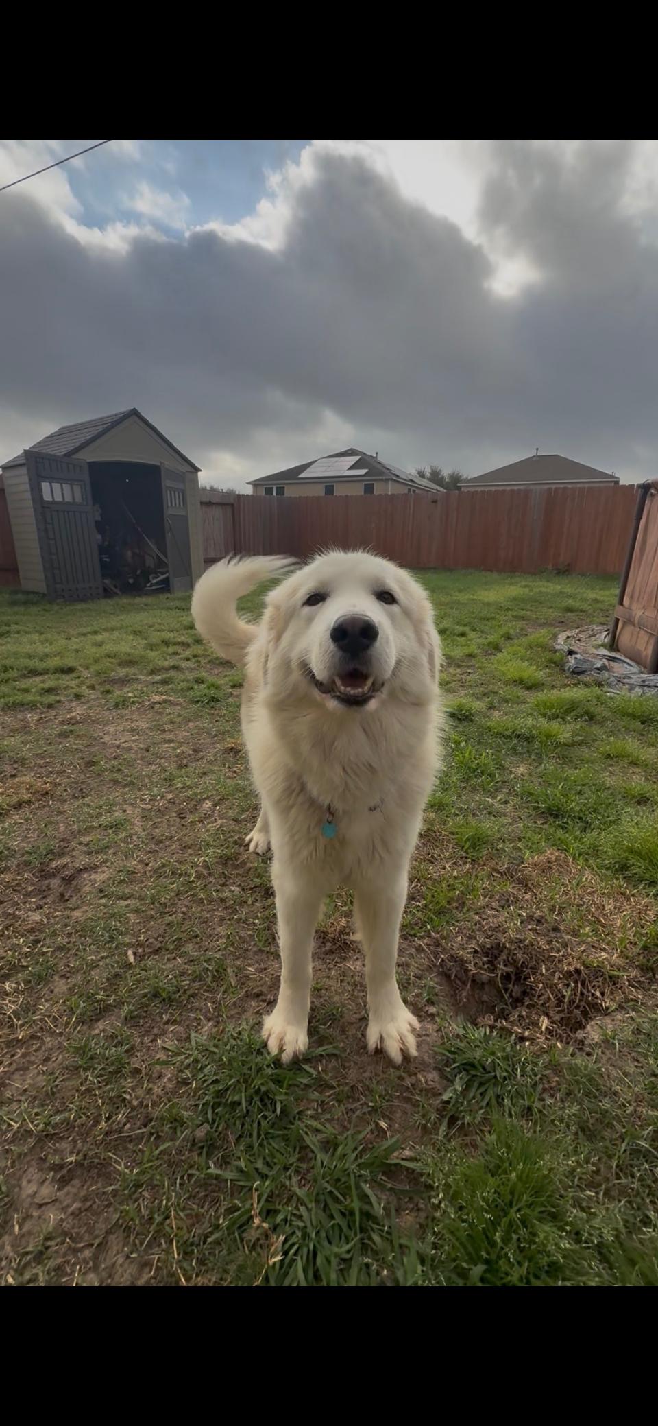 Valentino HTX, a Adoptable Great Pyrenees in Quinlan, TX image 3/6