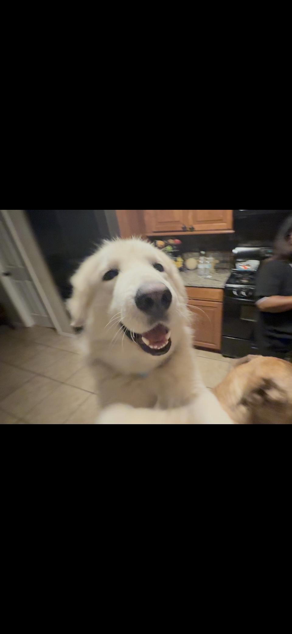 Valentino HTX, a Adoptable Great Pyrenees in Quinlan, TX image 4/6