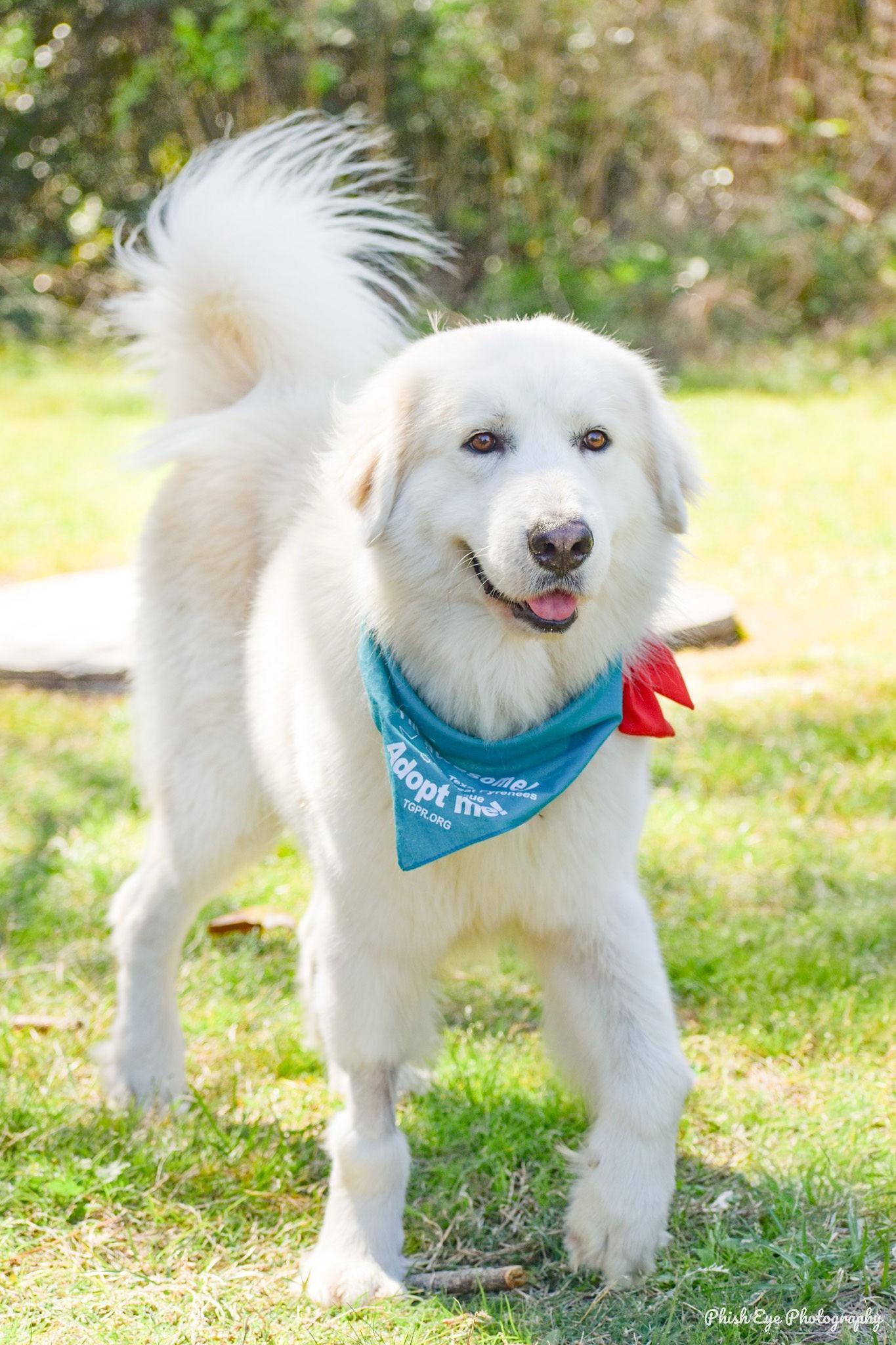 Valentino HTX, a Adoptable Great Pyrenees in Quinlan, TX image 5/6