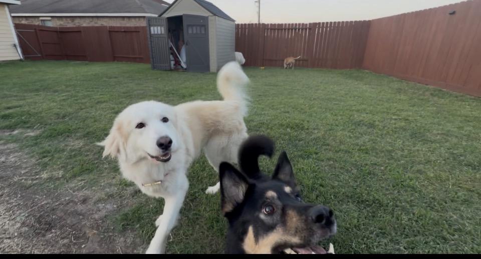 Valentino HTX, a Adoptable Great Pyrenees in Quinlan, TX image 6/6